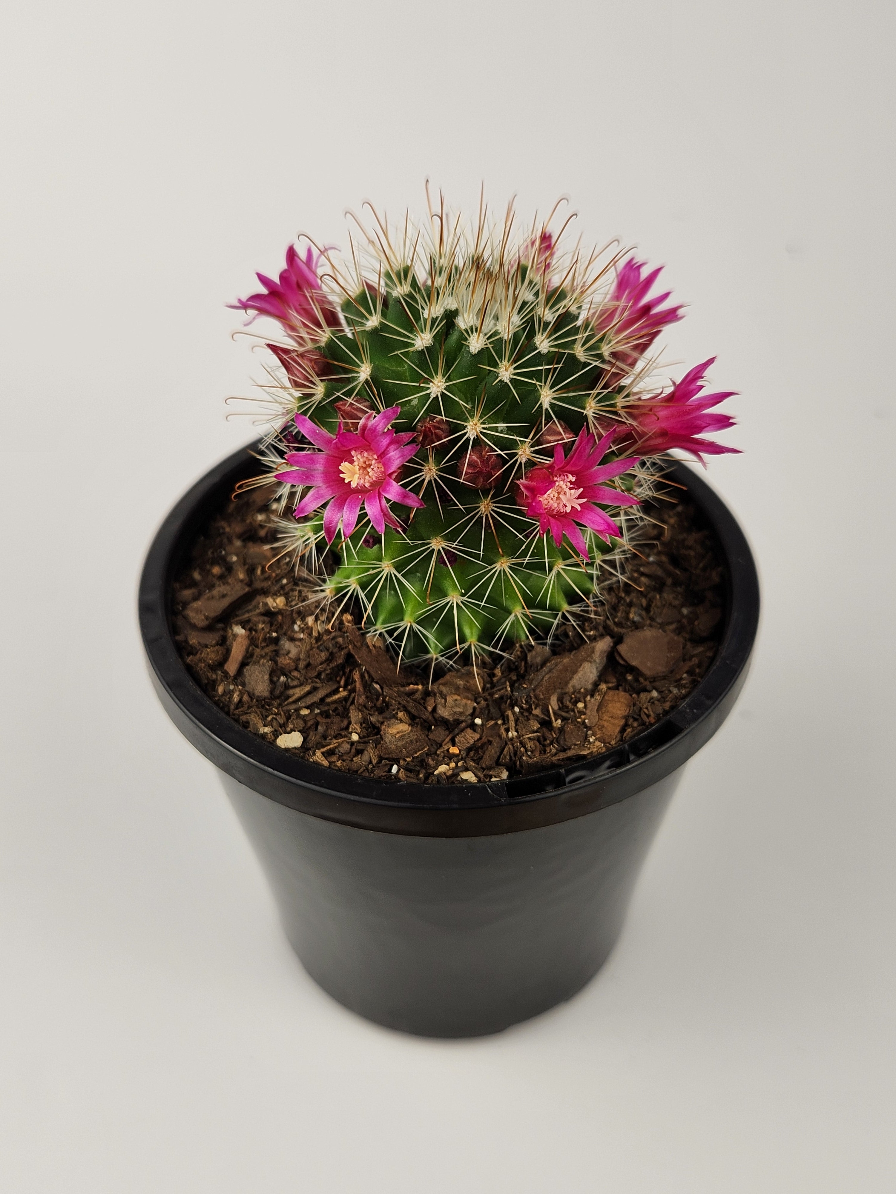 MAMMILLARIA SPINOSISSIMA