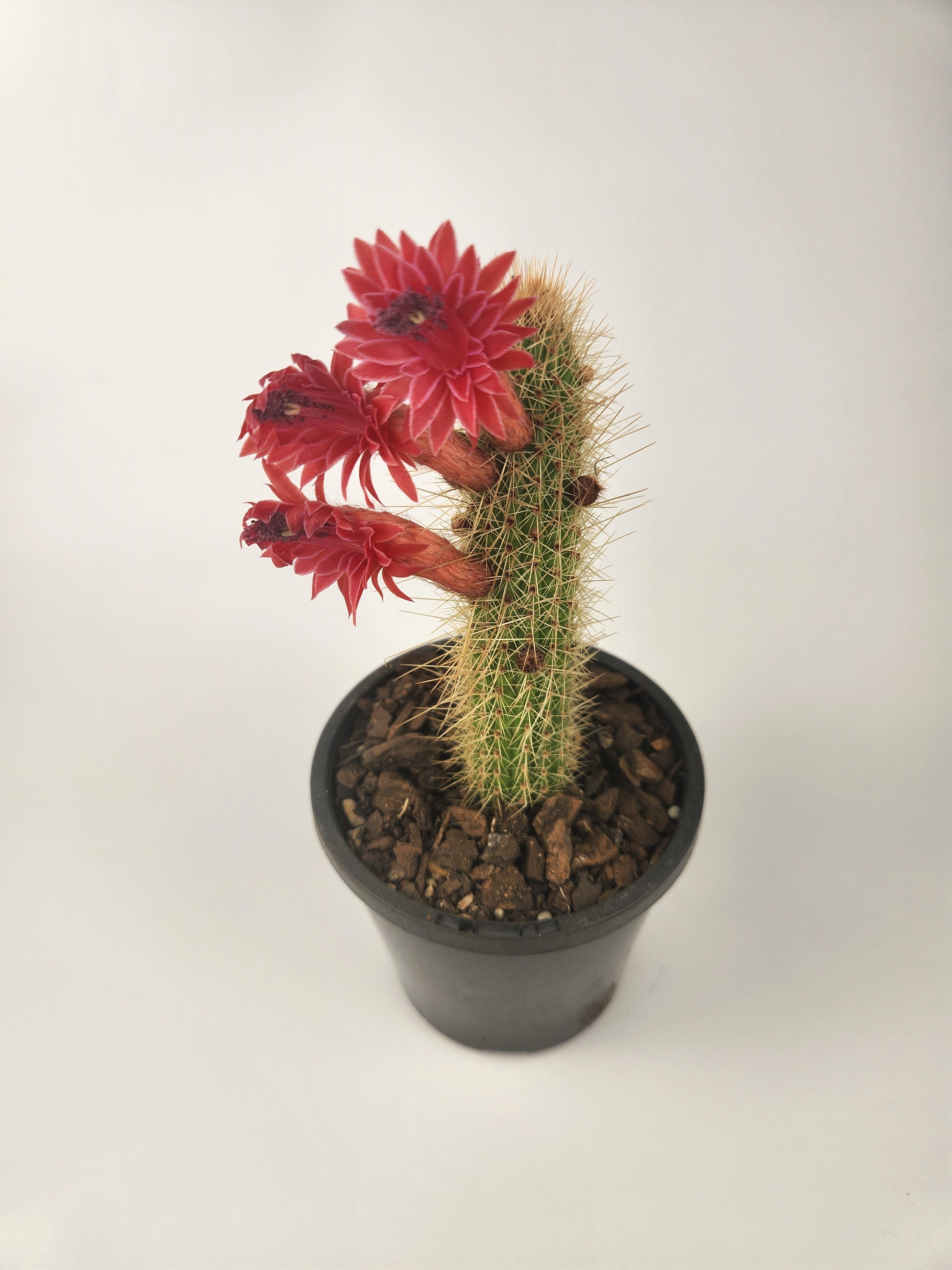 CLEISTOCACTUS SAMAIPATANUS