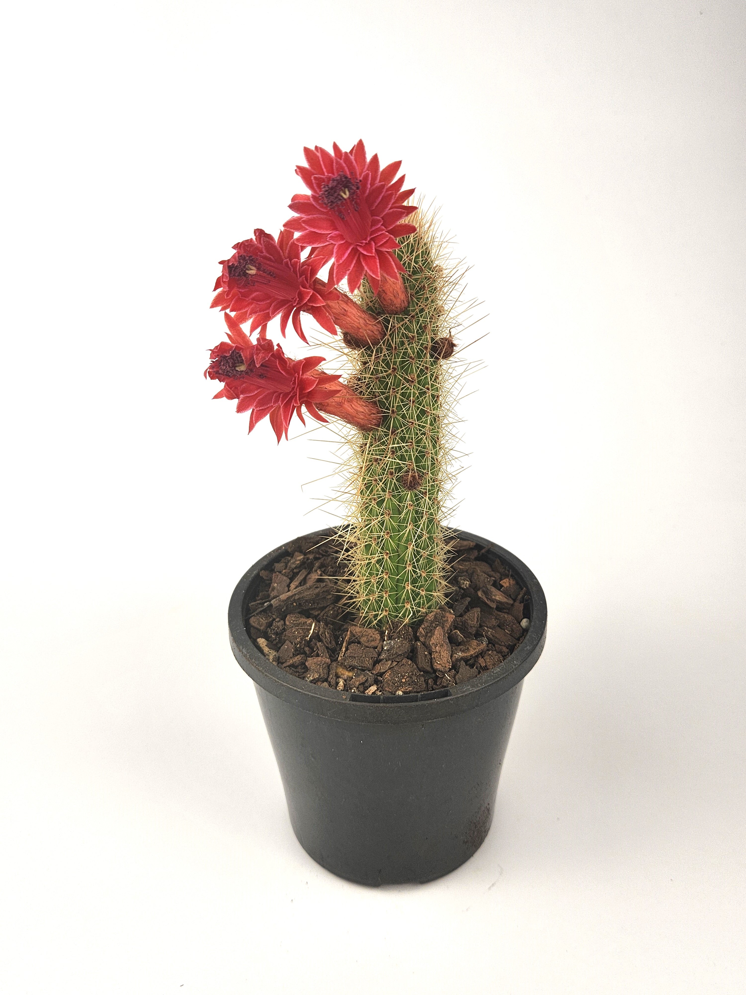 CLEISTOCACTUS SAMAIPATANUS