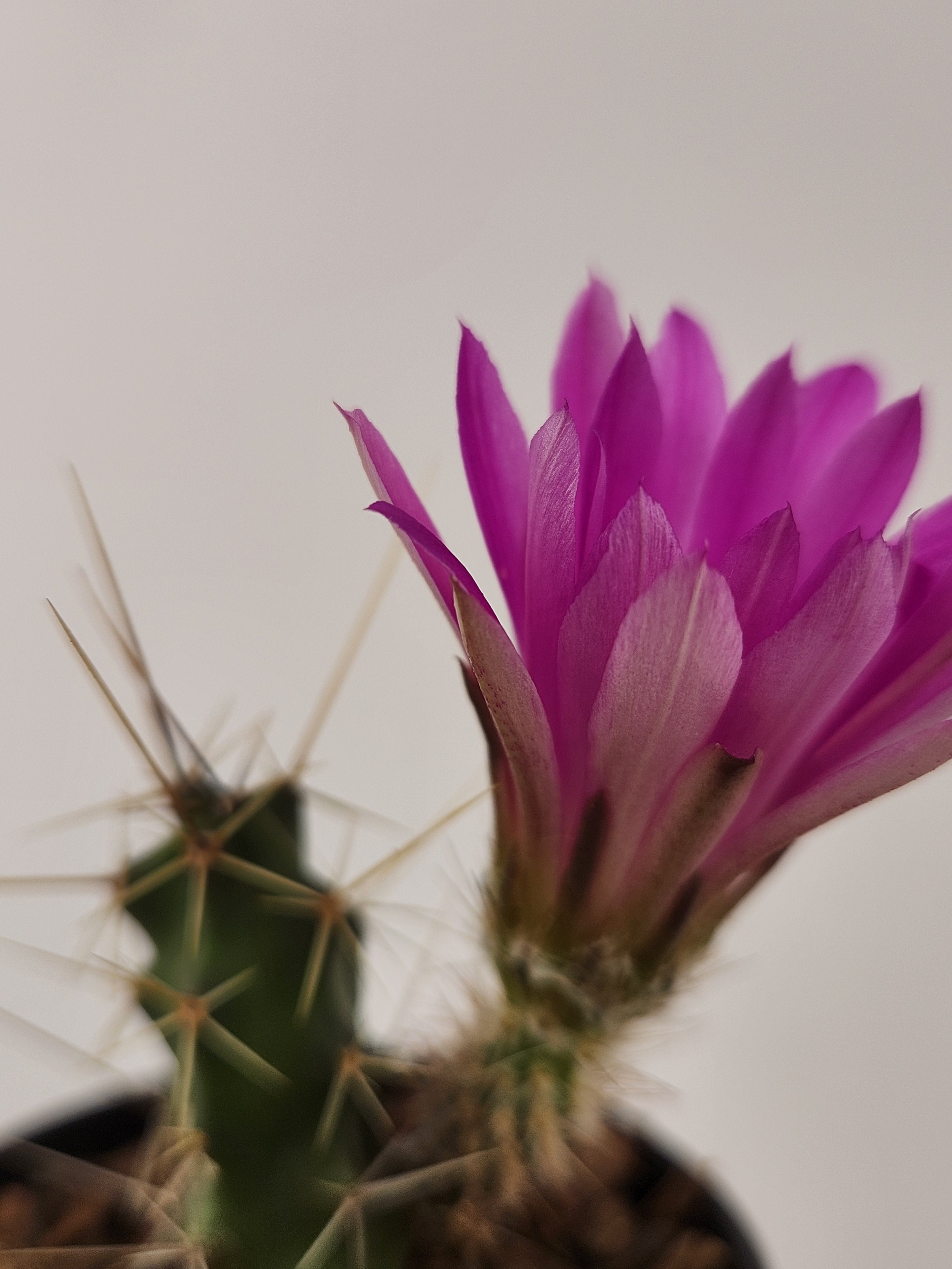 ECHINOCEREUS PENTALOPHUS