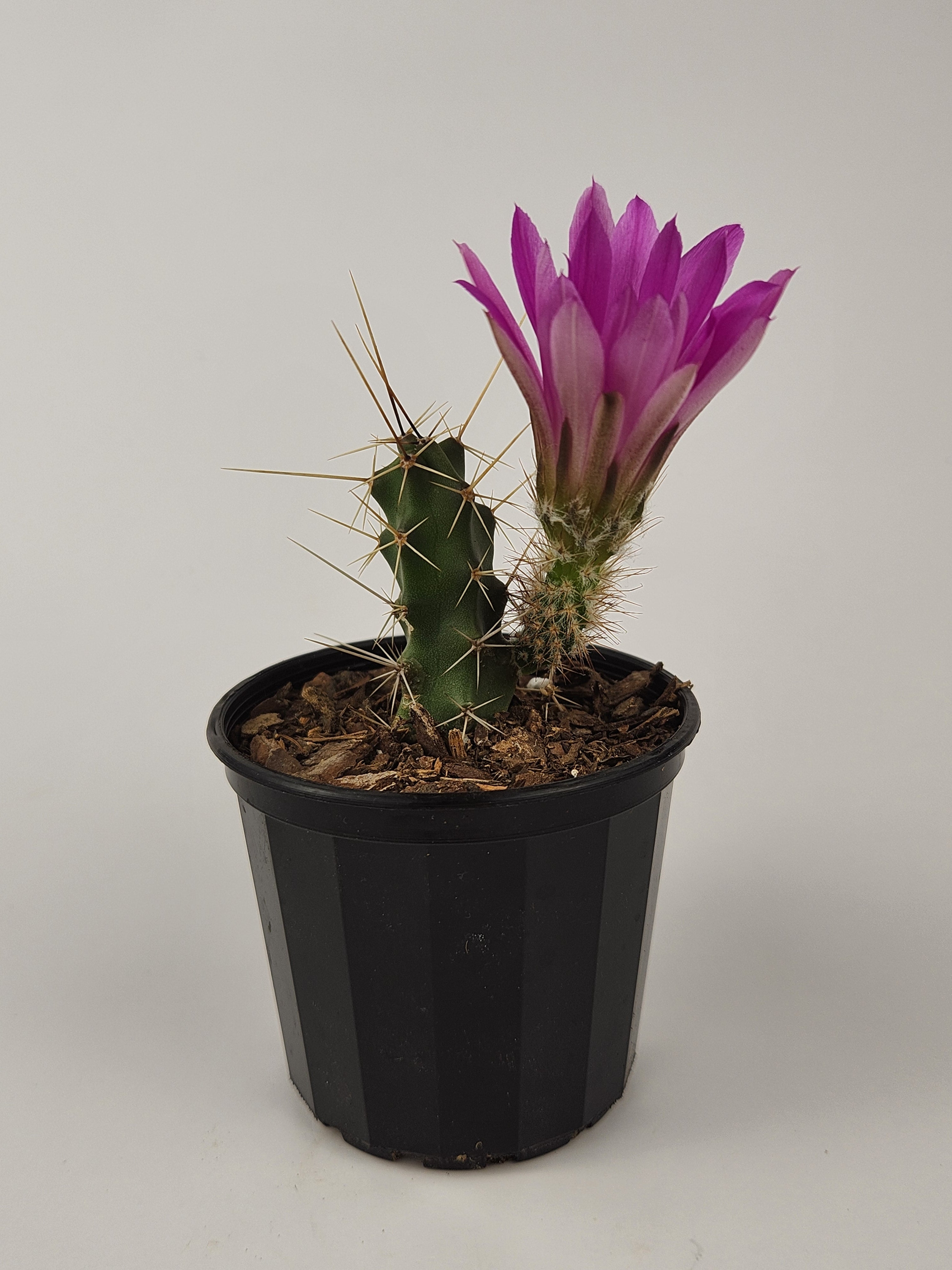 ECHINOCEREUS PENTALOPHUS