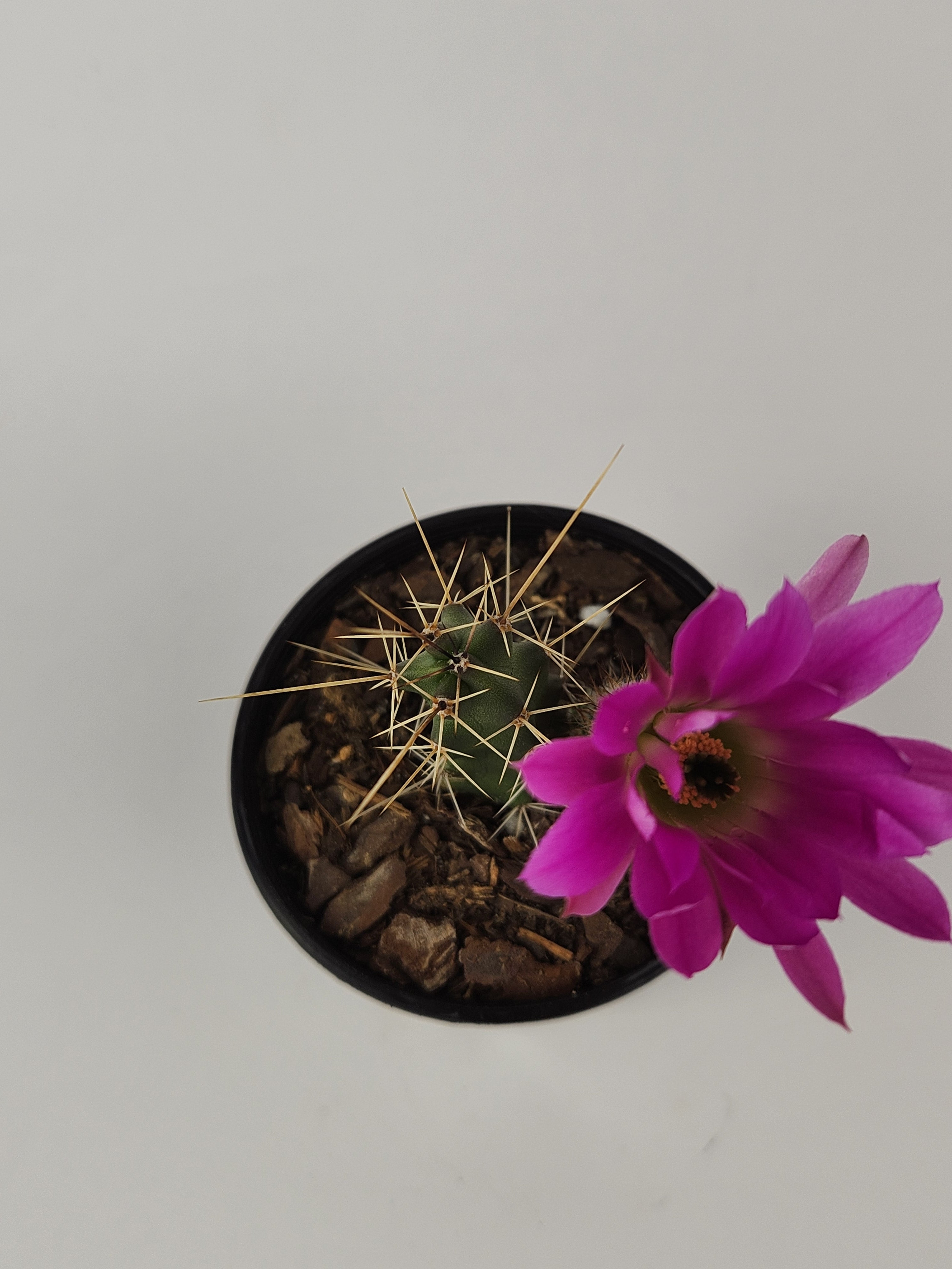 ECHINOCEREUS PENTALOPHUS