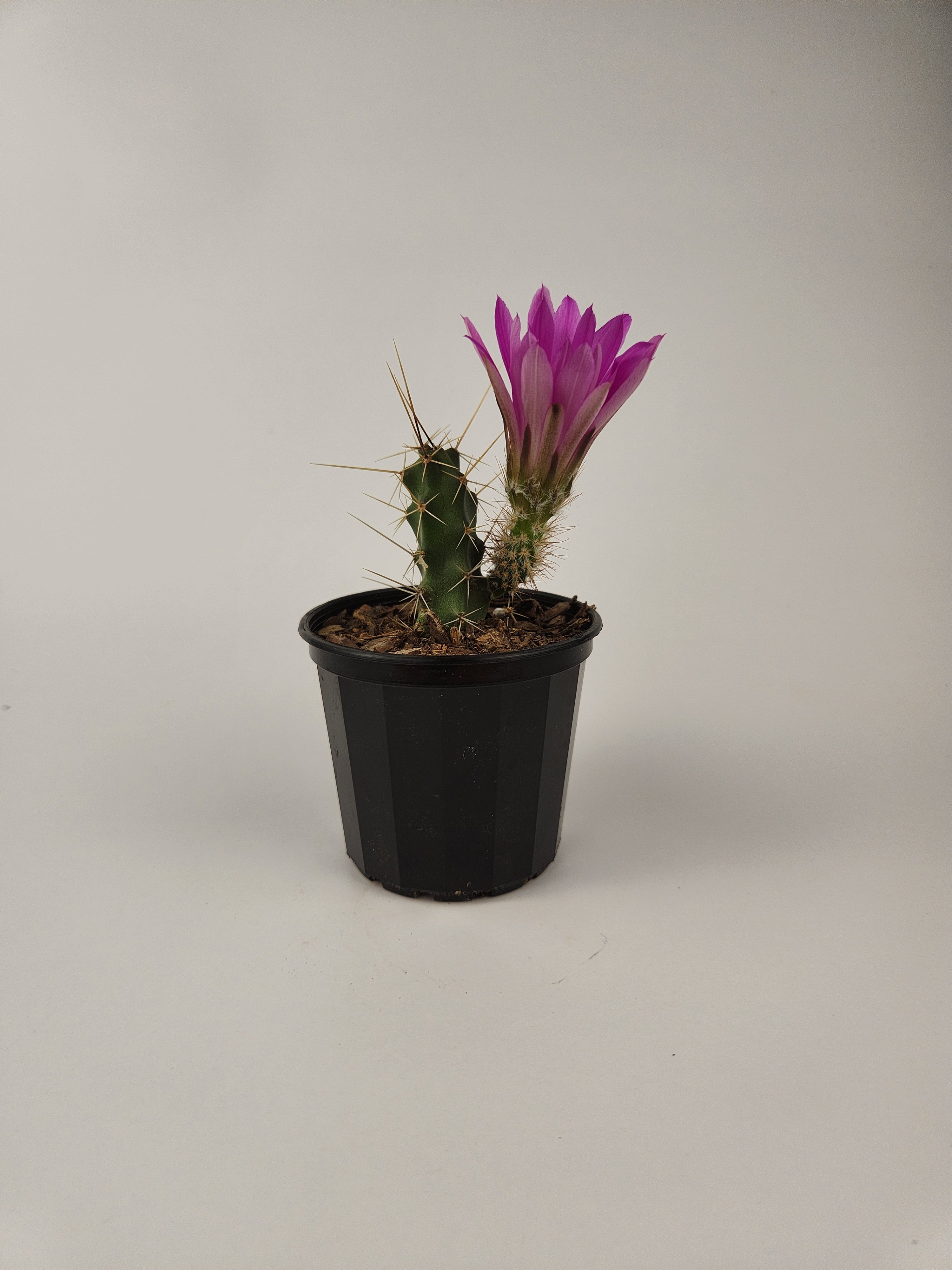 ECHINOCEREUS PENTALOPHUS