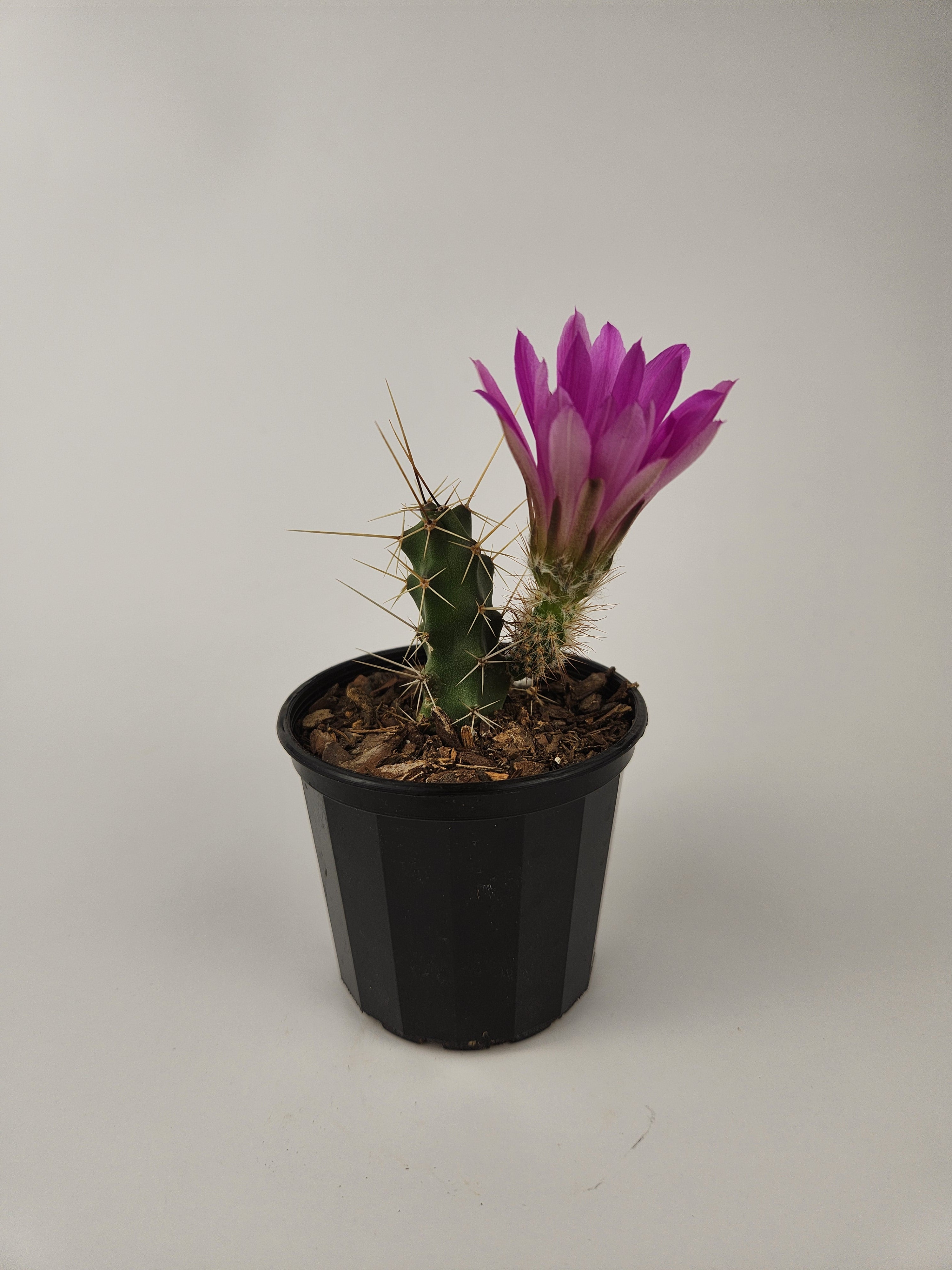 ECHINOCEREUS PENTALOPHUS
