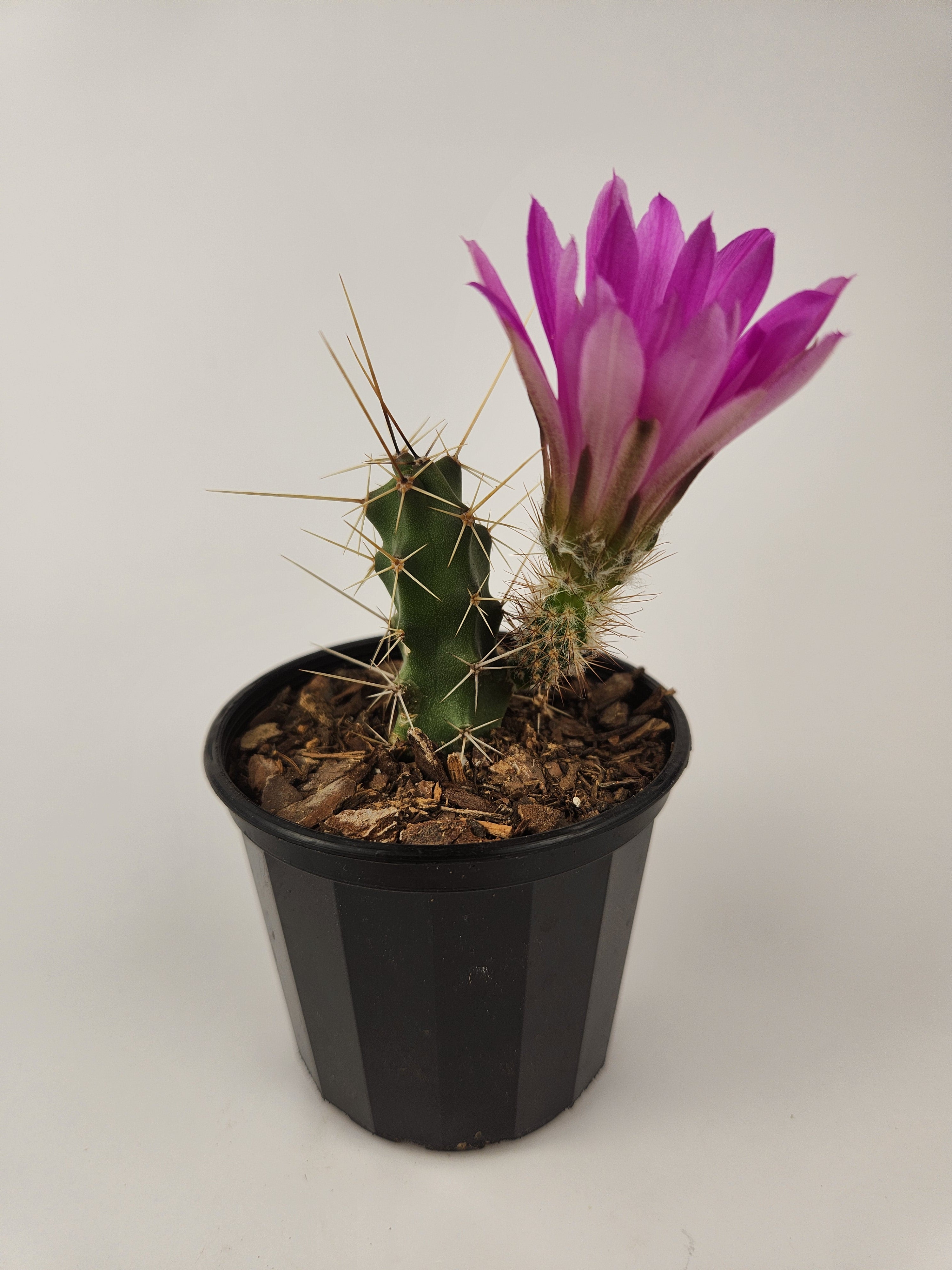ECHINOCEREUS PENTALOPHUS