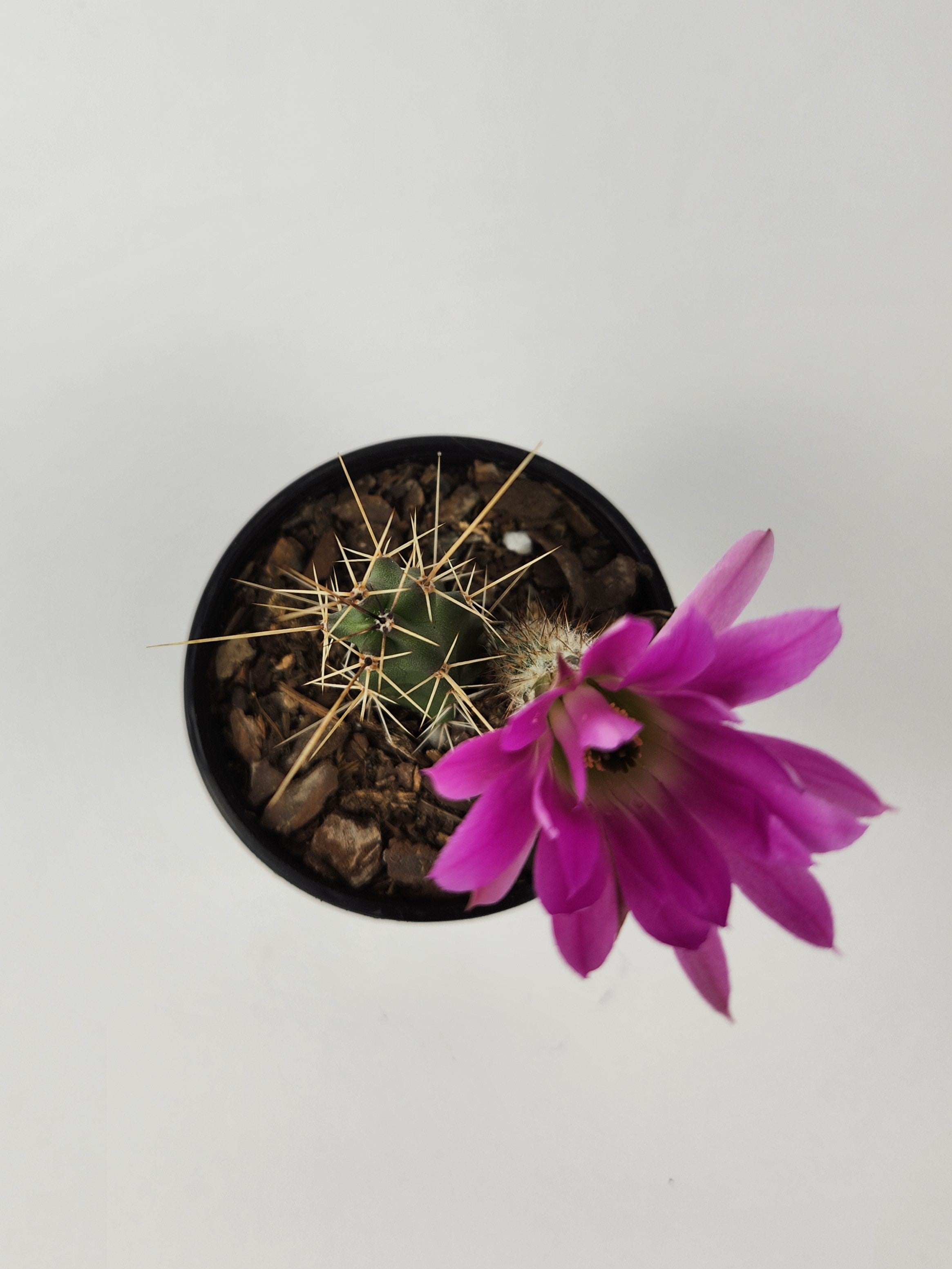 ECHINOCEREUS PENTALOPHUS
