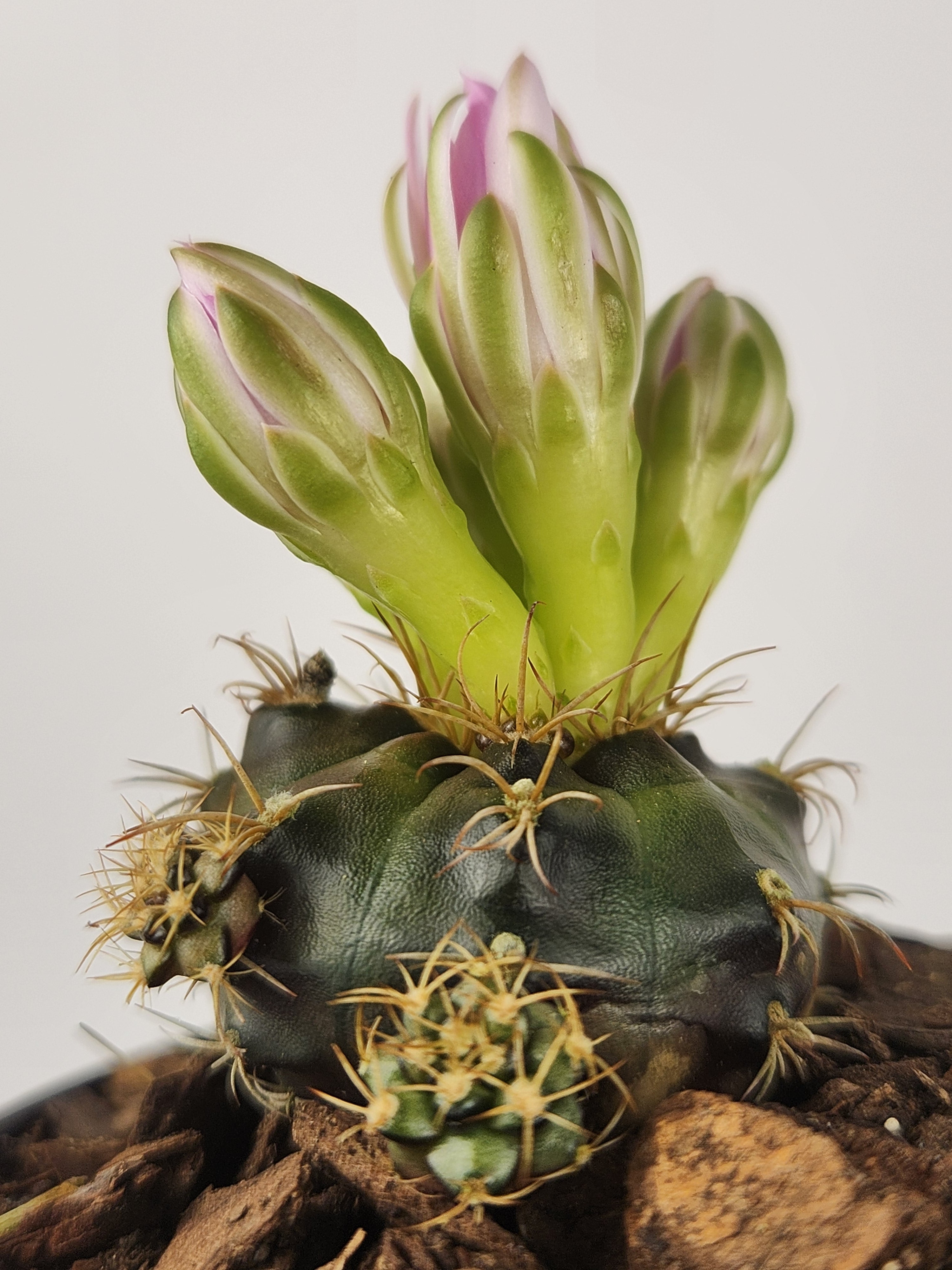 GYMNOCALYCIUM DAMSII VAR. ROTUNDULUM