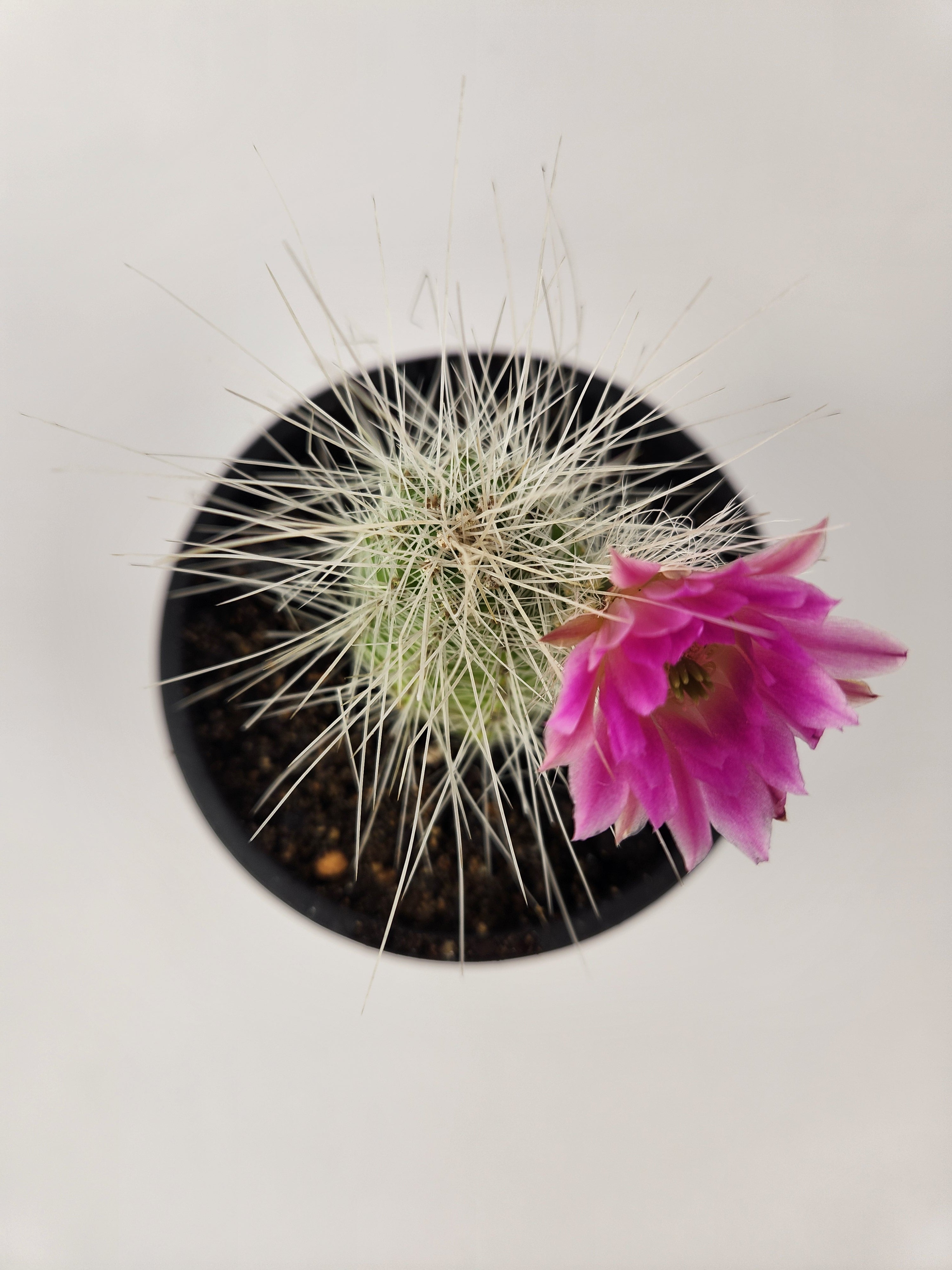 ECHINOCEREUS PARKERI SUBS.