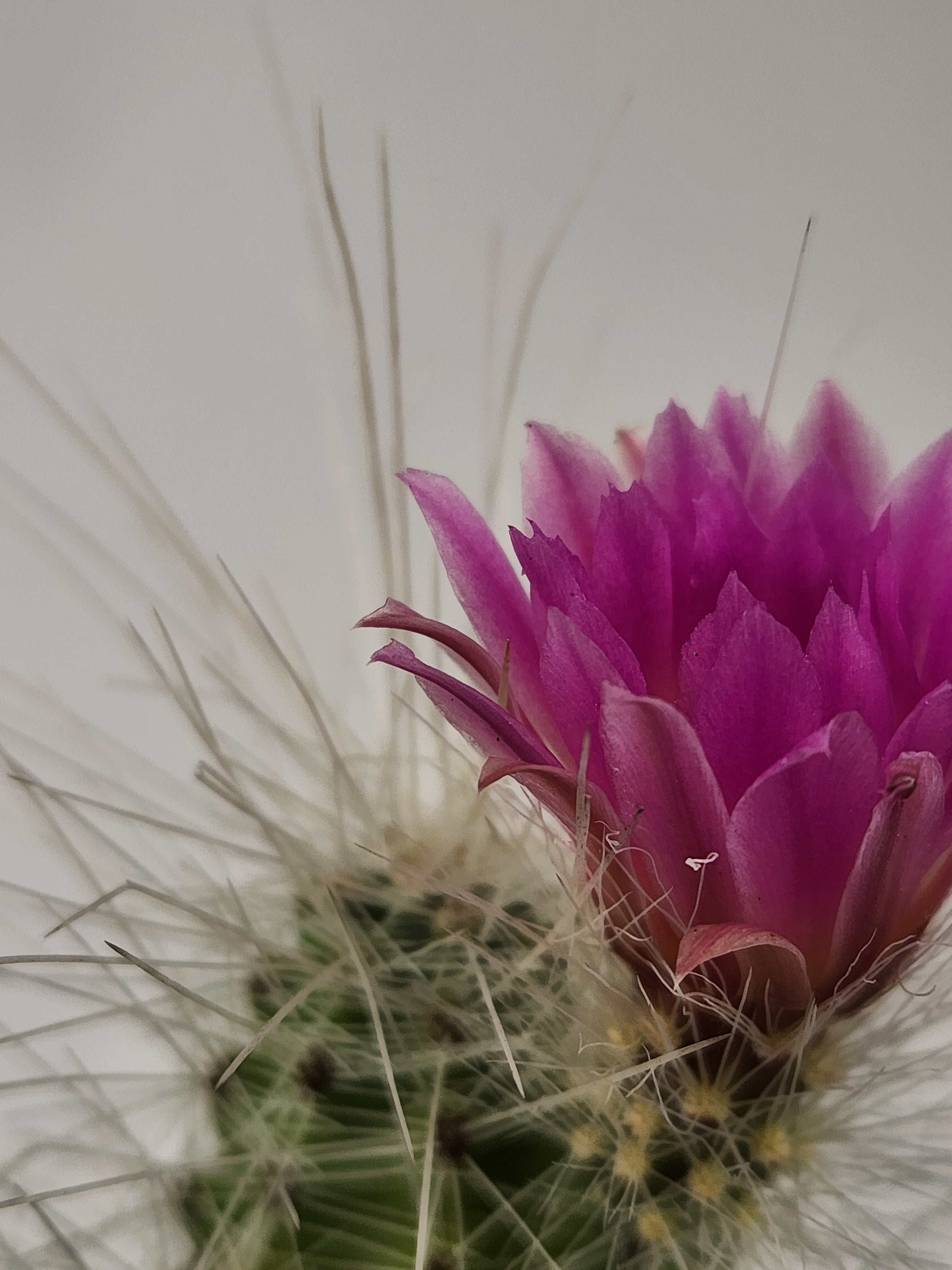 ECHINOCEREUS PARKERI SUBS.