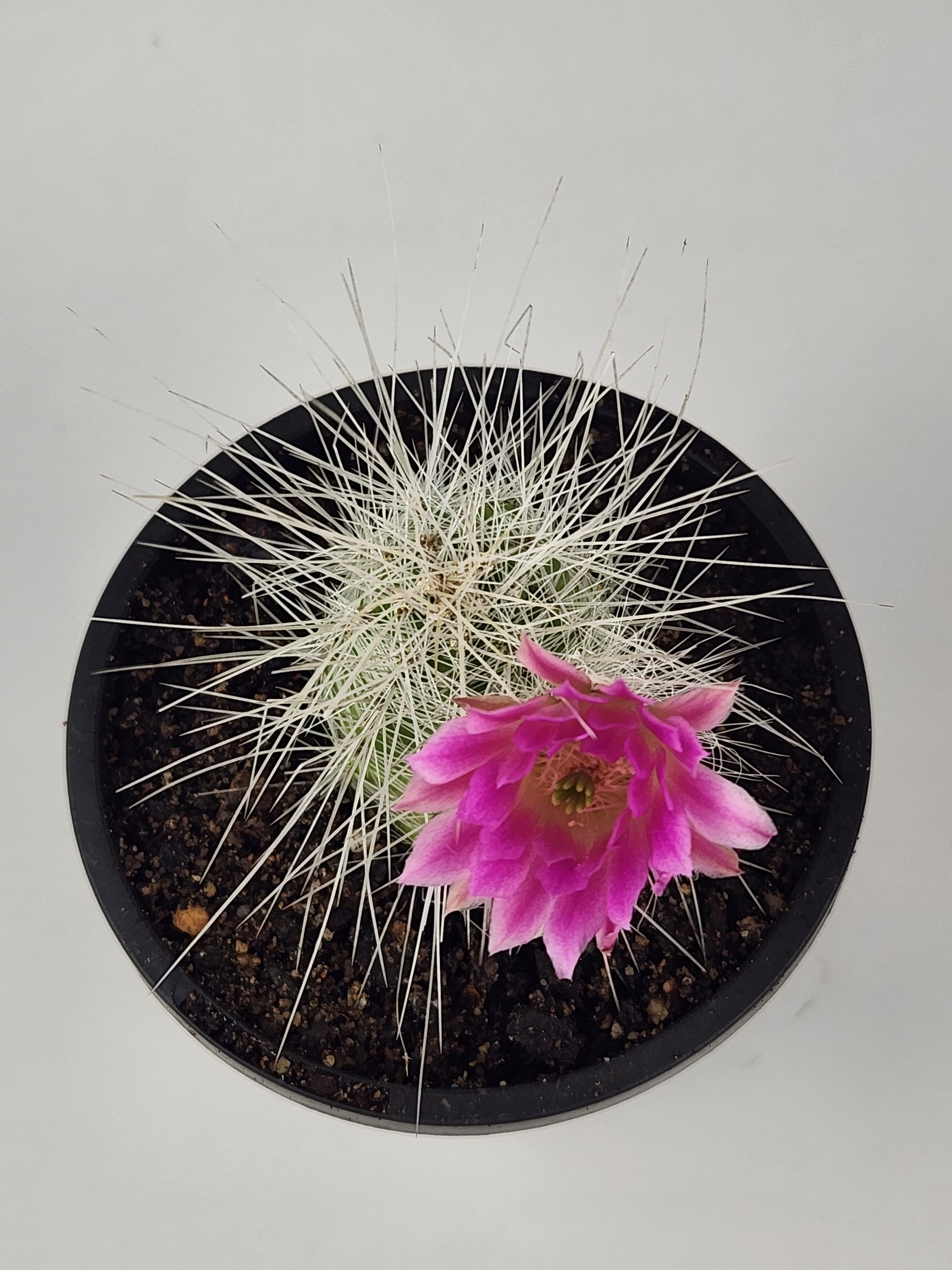 ECHINOCEREUS PARKERI SUBS.