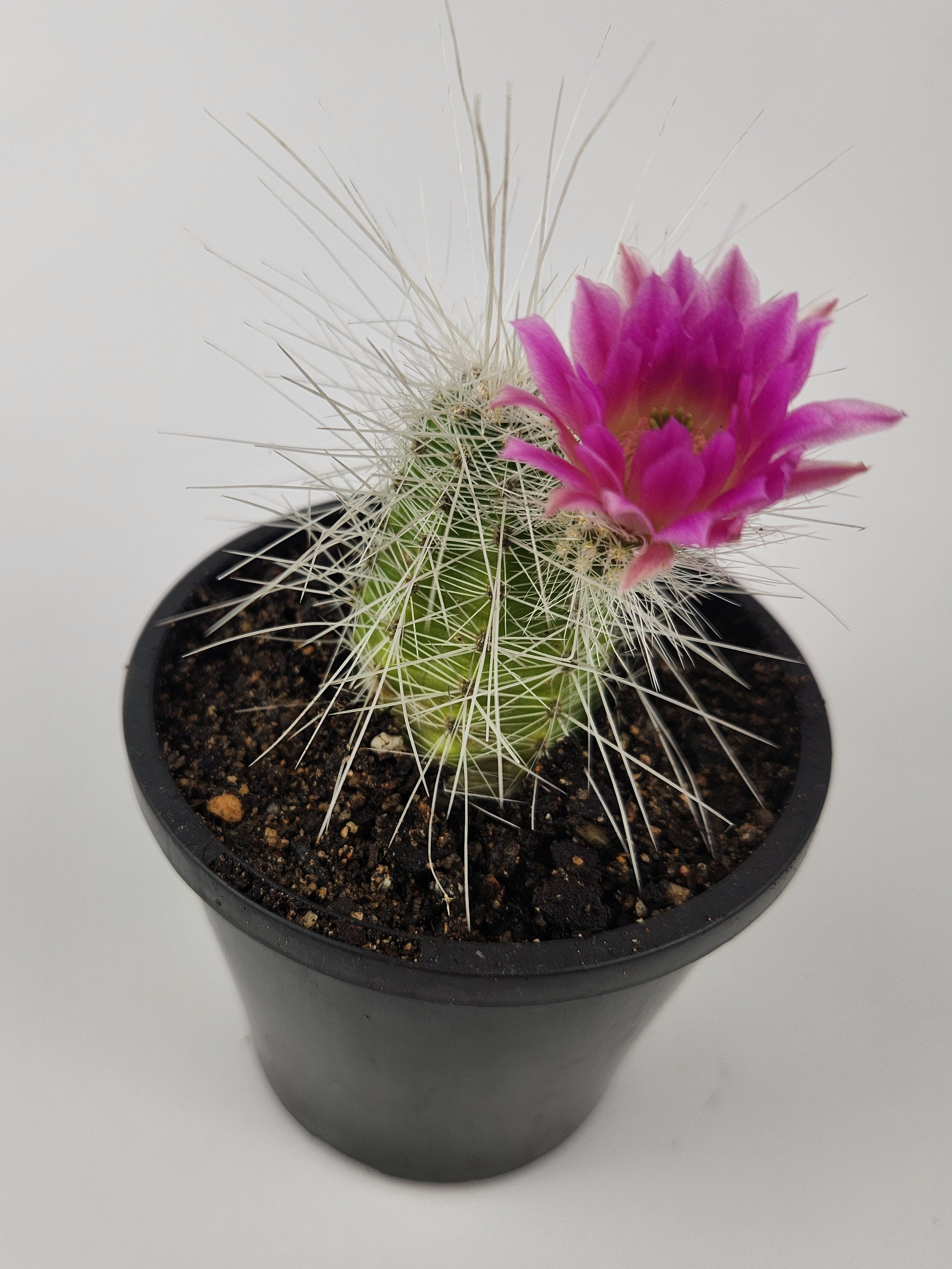 ECHINOCEREUS PARKERI SUBS.