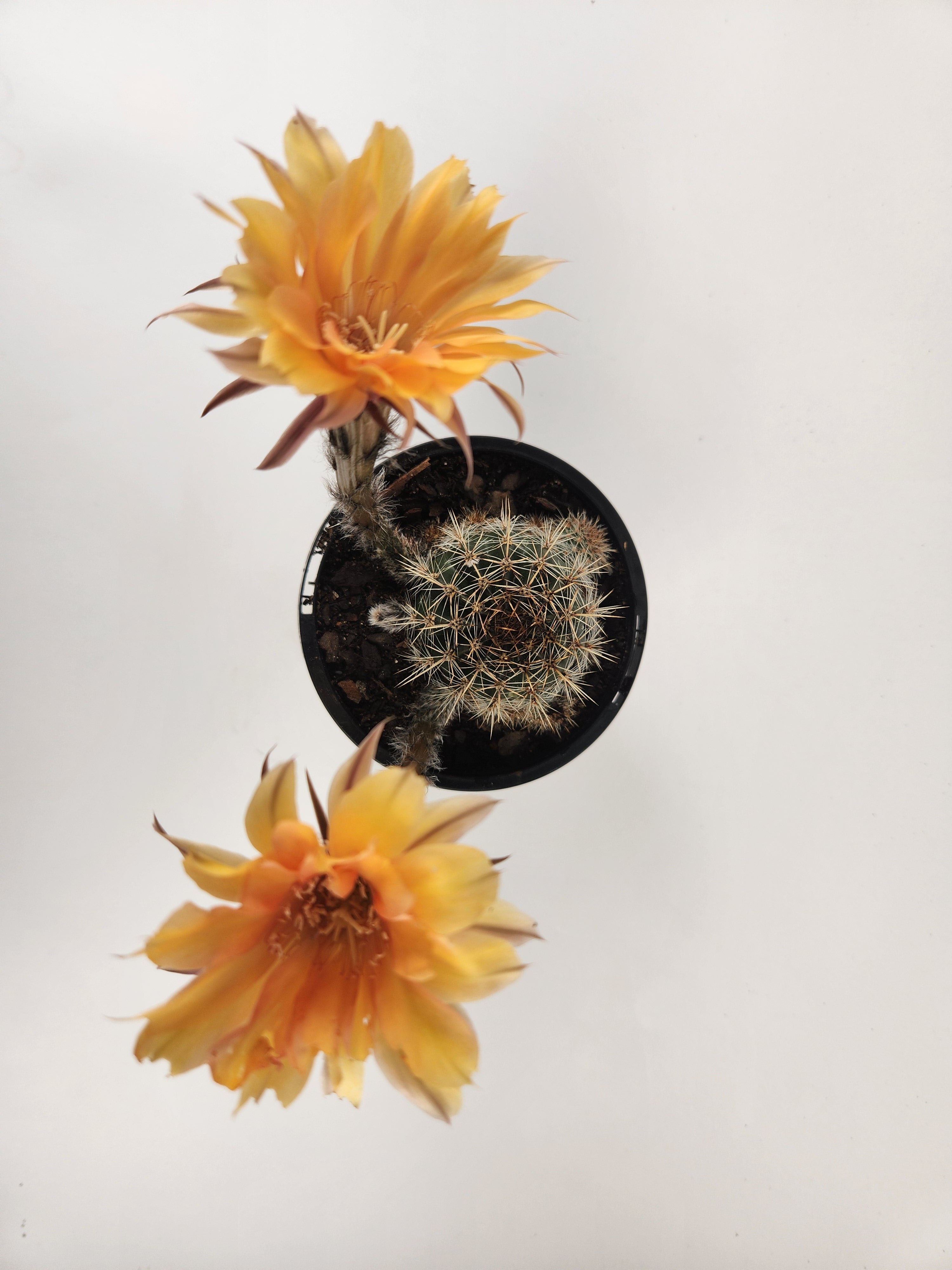 ECHINOPSIS HYBRID (CUSTARD YELLOW)