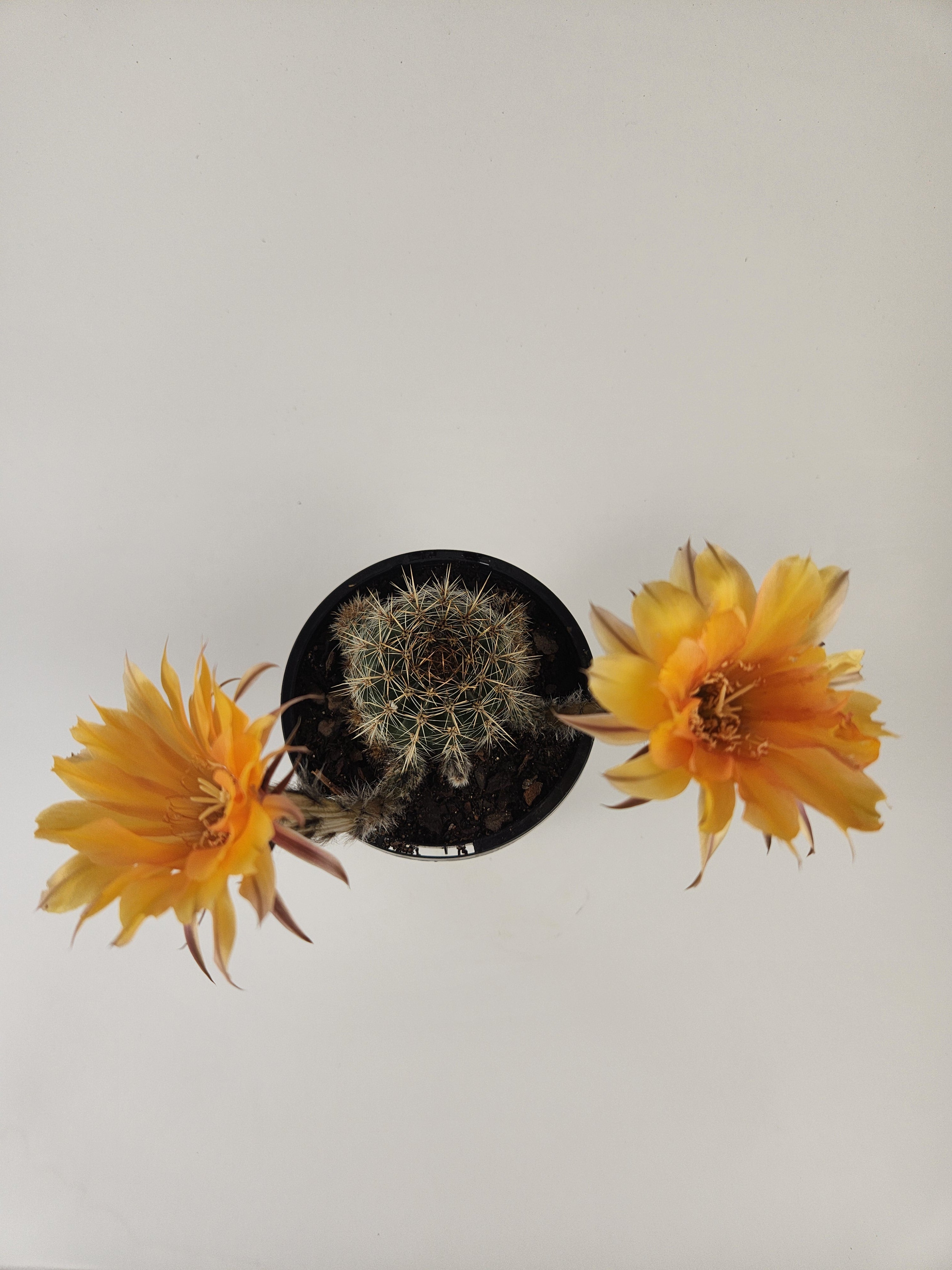 ECHINOPSIS HYBRID (CUSTARD YELLOW)