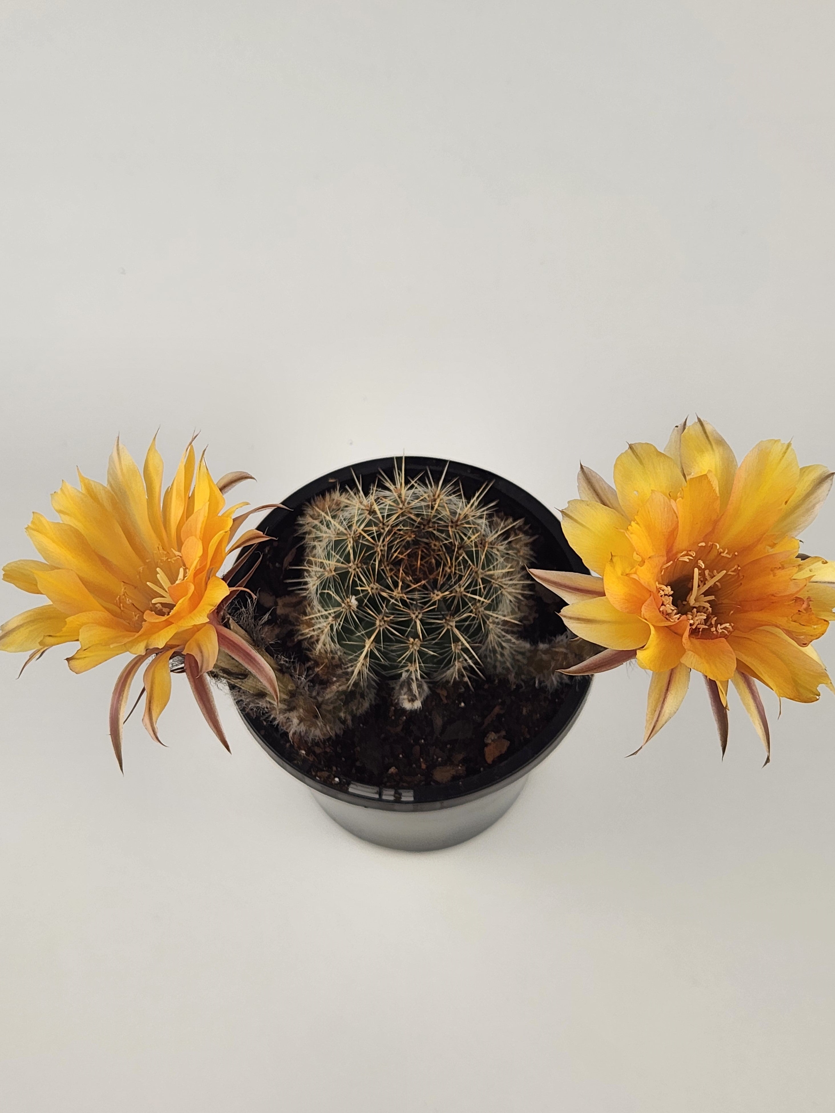 ECHINOPSIS HYBRID (CUSTARD YELLOW)