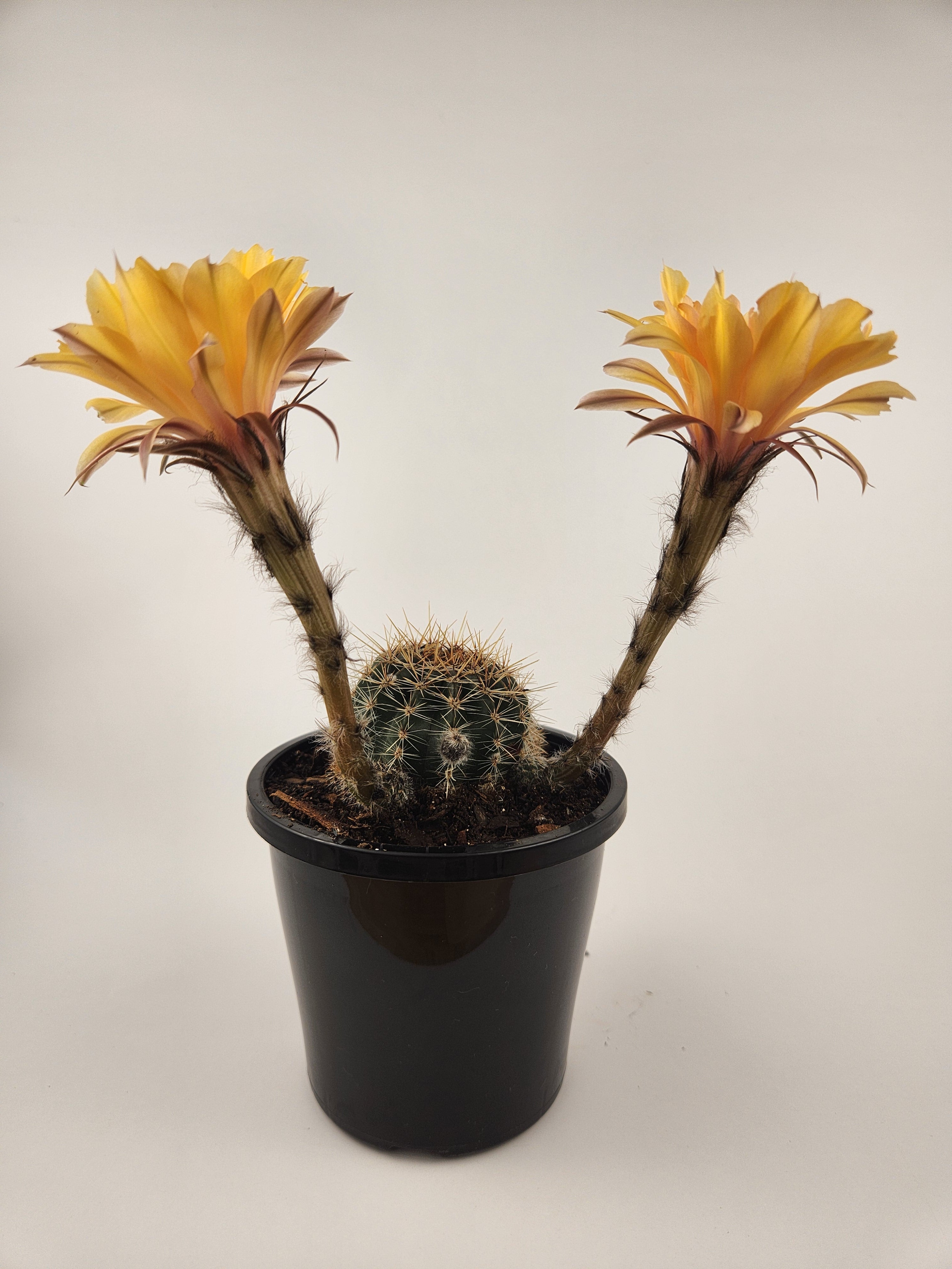 ECHINOPSIS HYBRID (CUSTARD YELLOW)