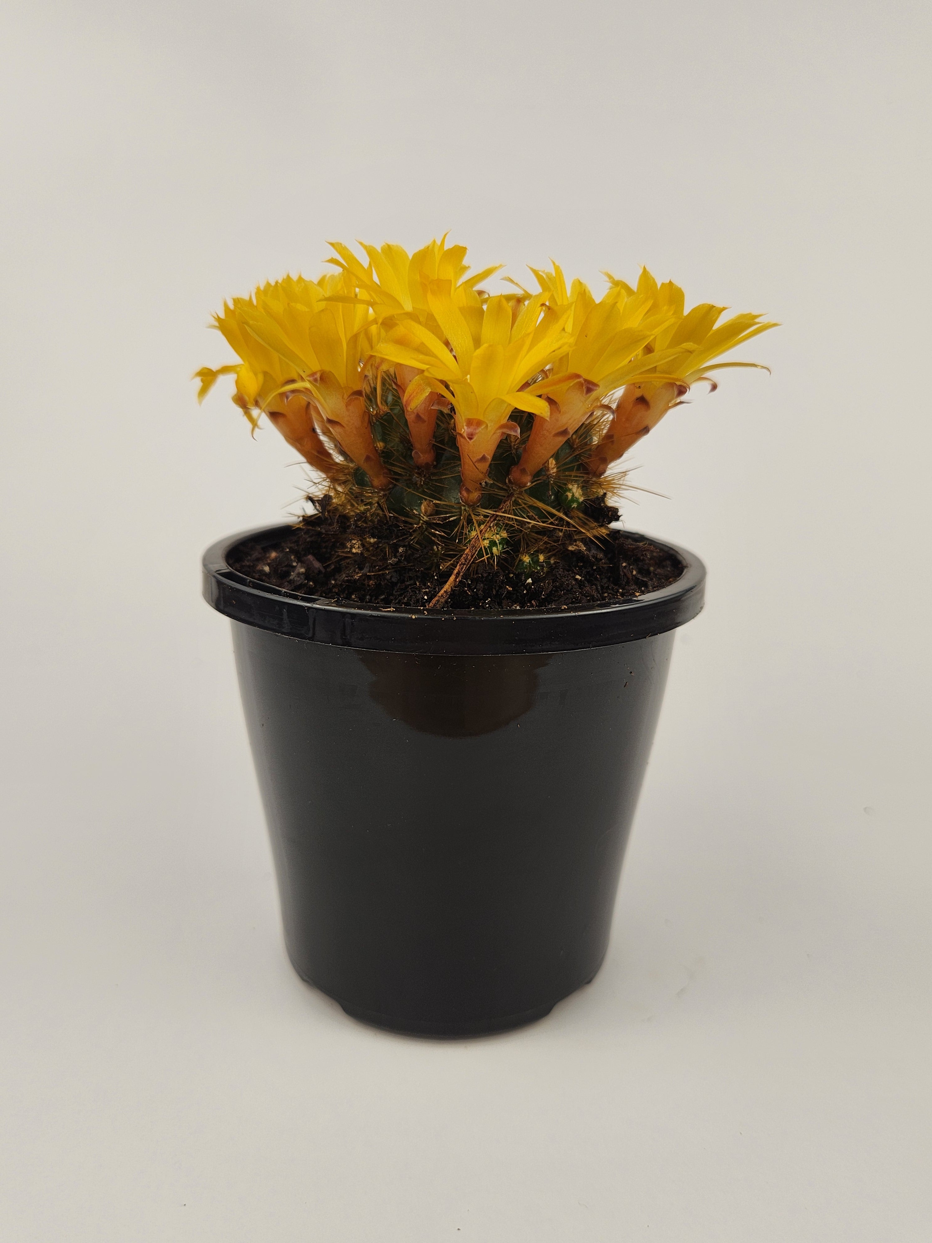 SULCOREBUTIA ARENACEA V. MENESESII