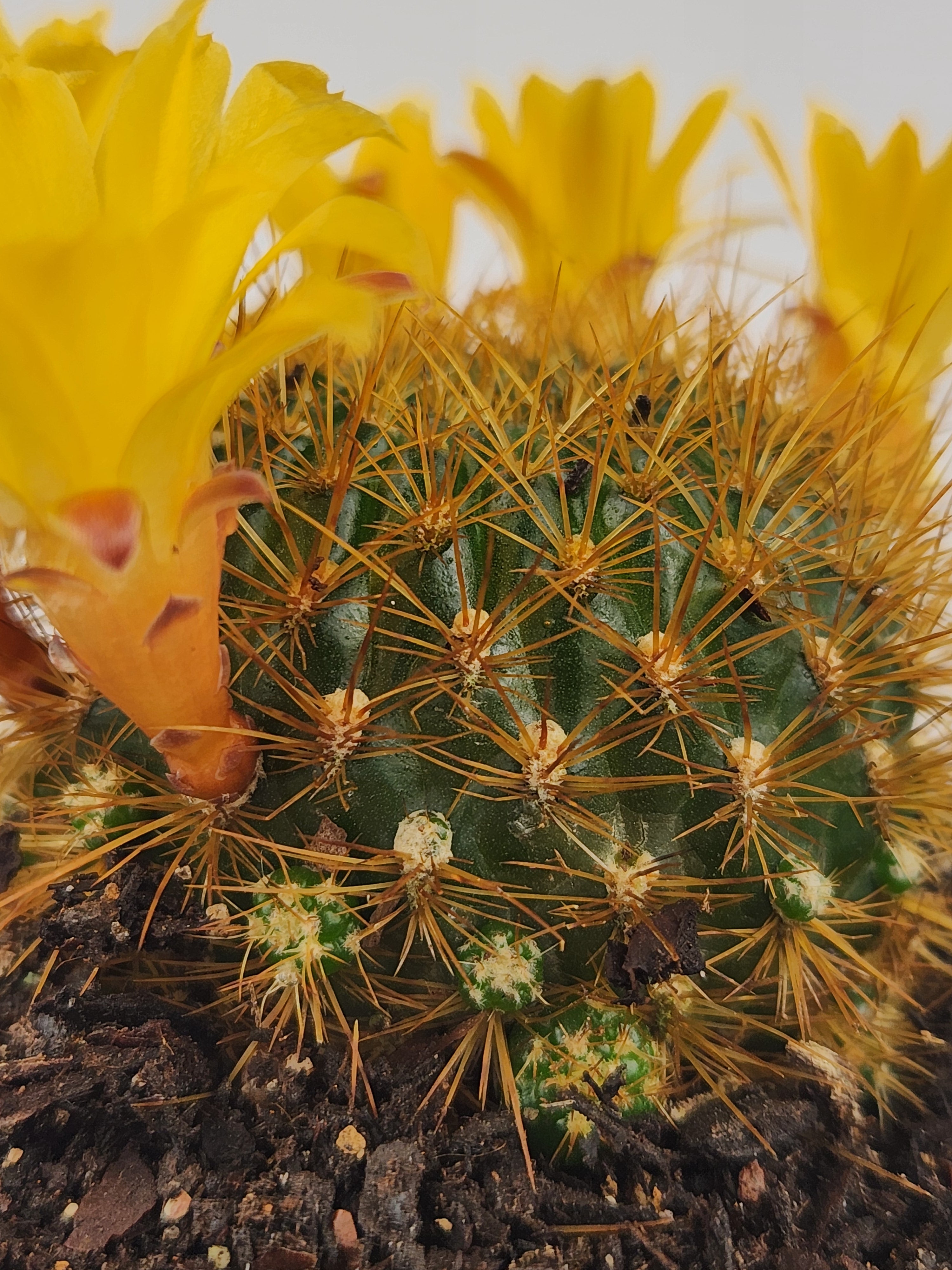 SULCOREBUTIA ARENACEA V. MENESESII