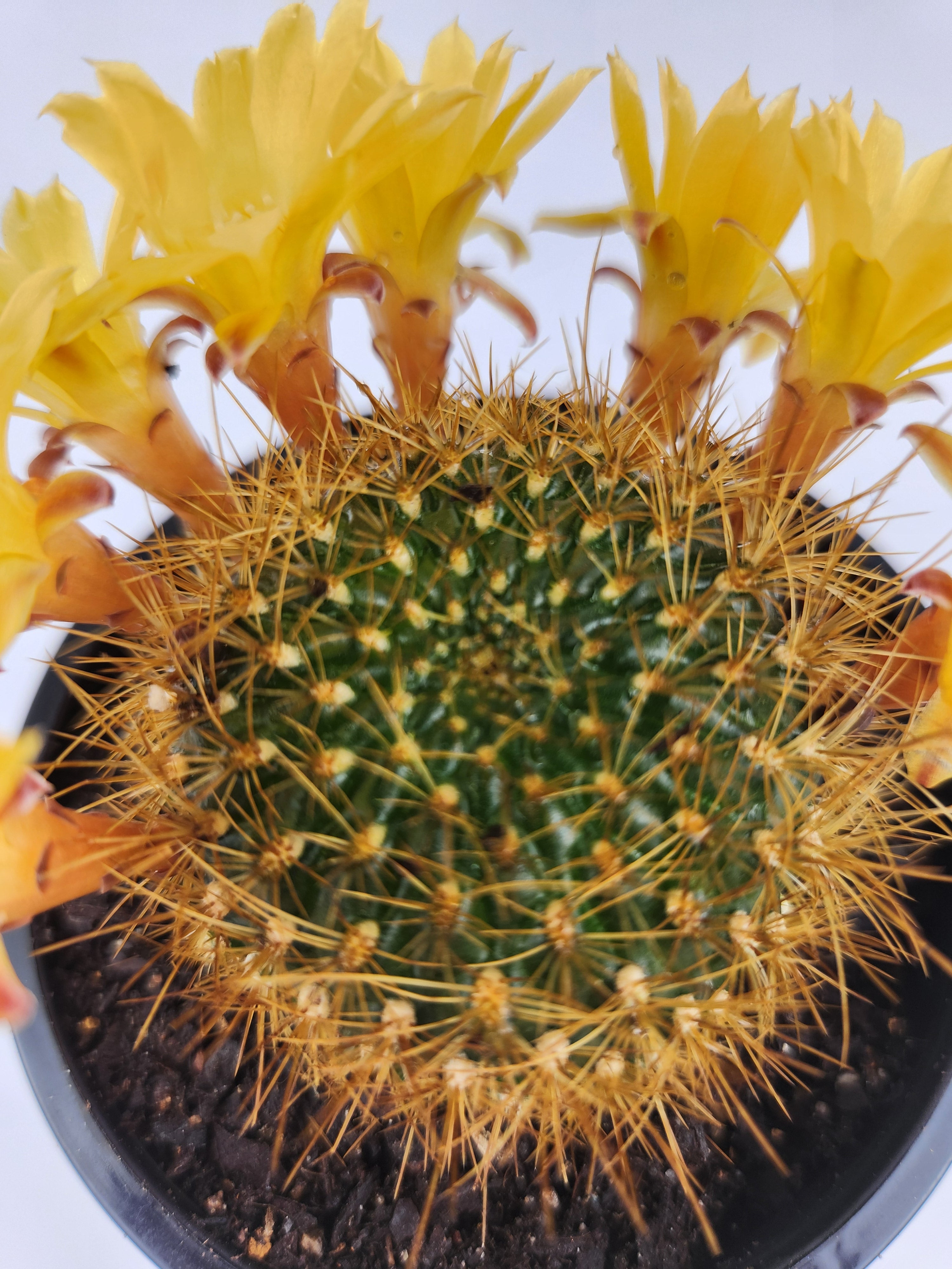 SULCOREBUTIA ARENACEA V. MENESESII