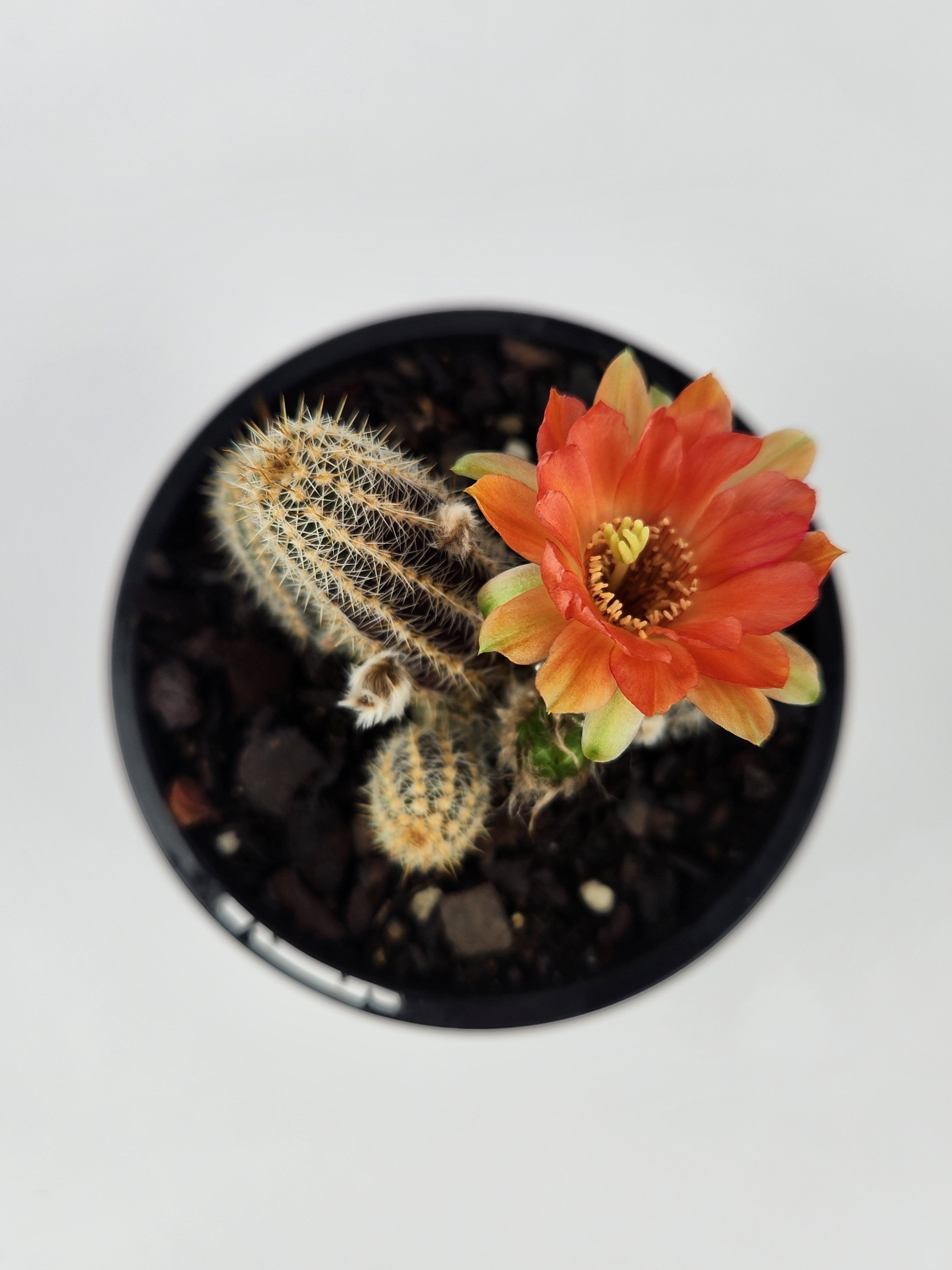 ECHINOPSIS CHAMAECEREUS CV. CAPTAIN JESSOP