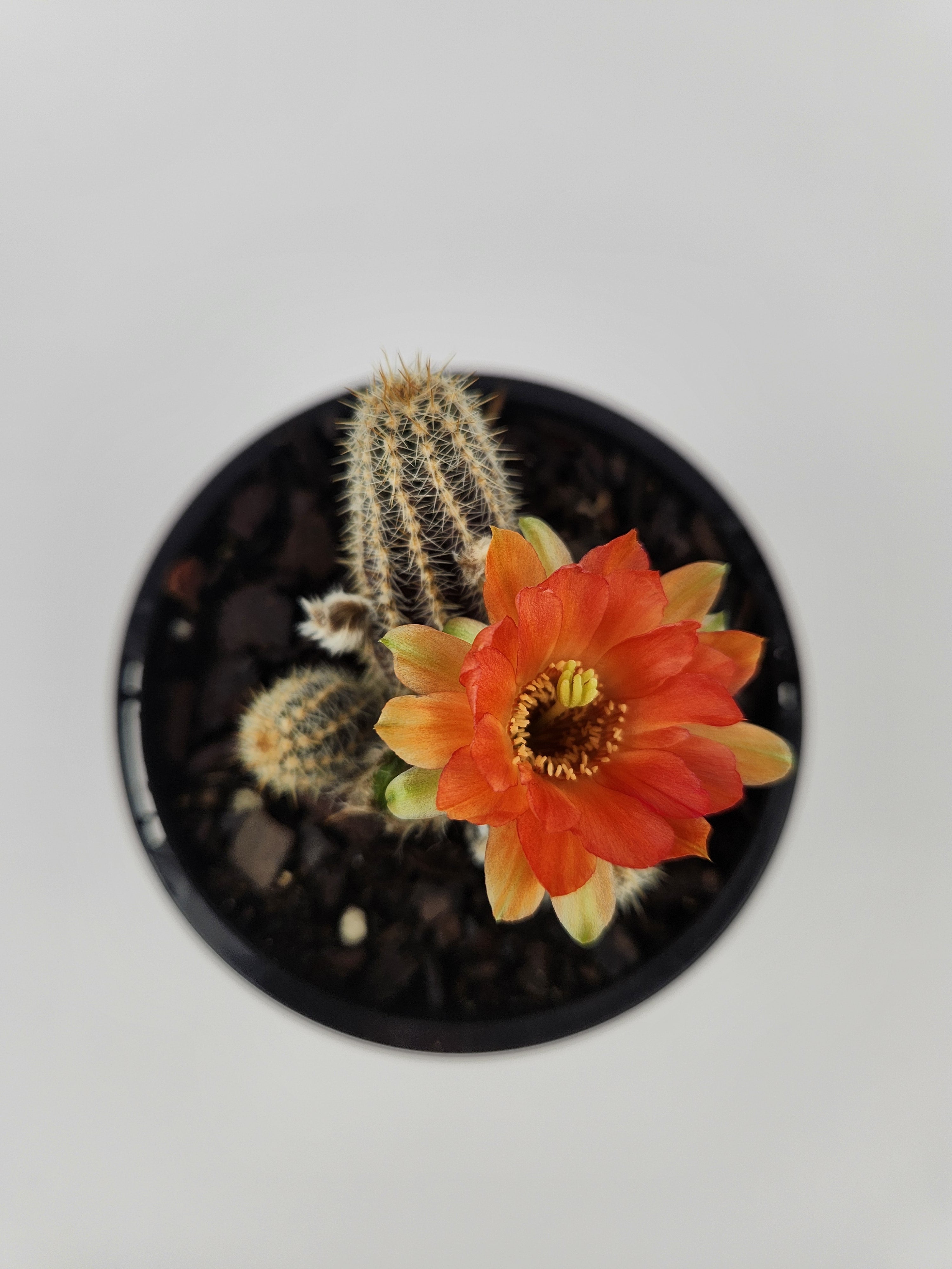 ECHINOPSIS CHAMAECEREUS CV. CAPTAIN JESSOP