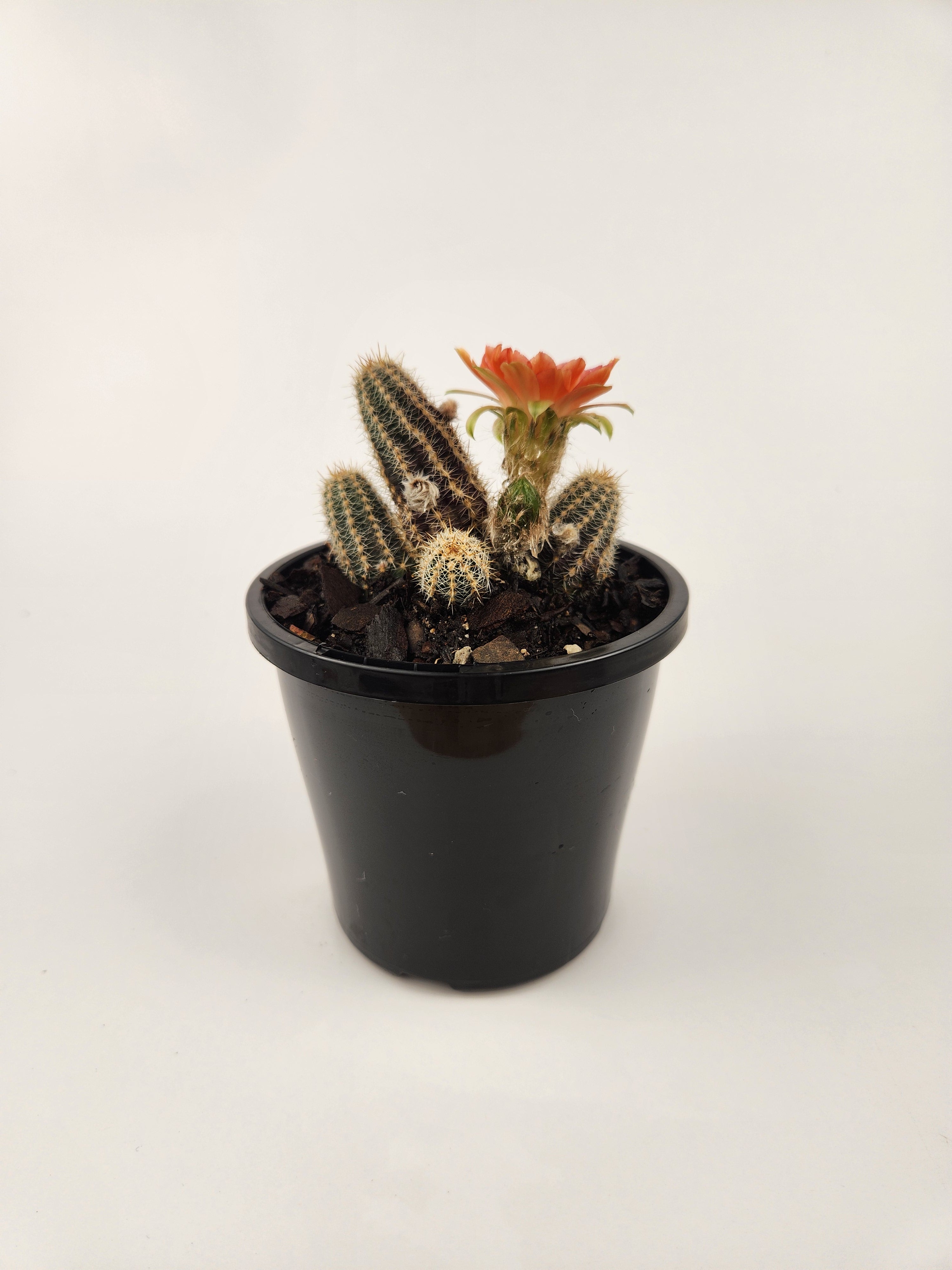 ECHINOPSIS CHAMAECEREUS CV. CAPTAIN JESSOP