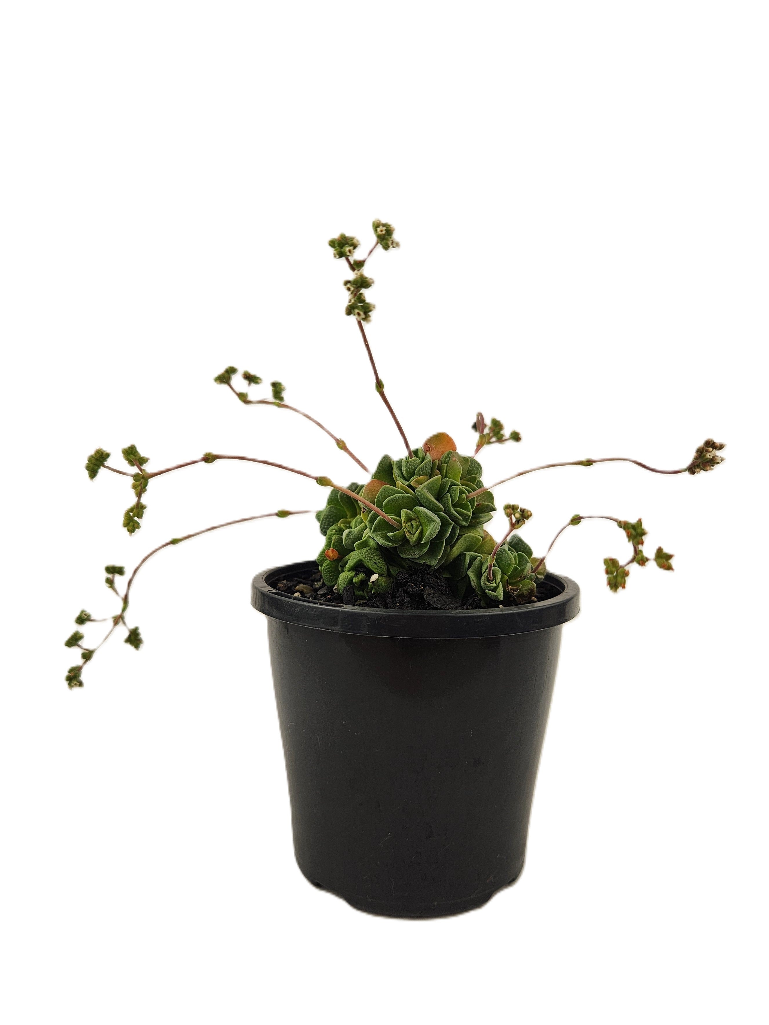 CRASSULA CV. DOROTHY