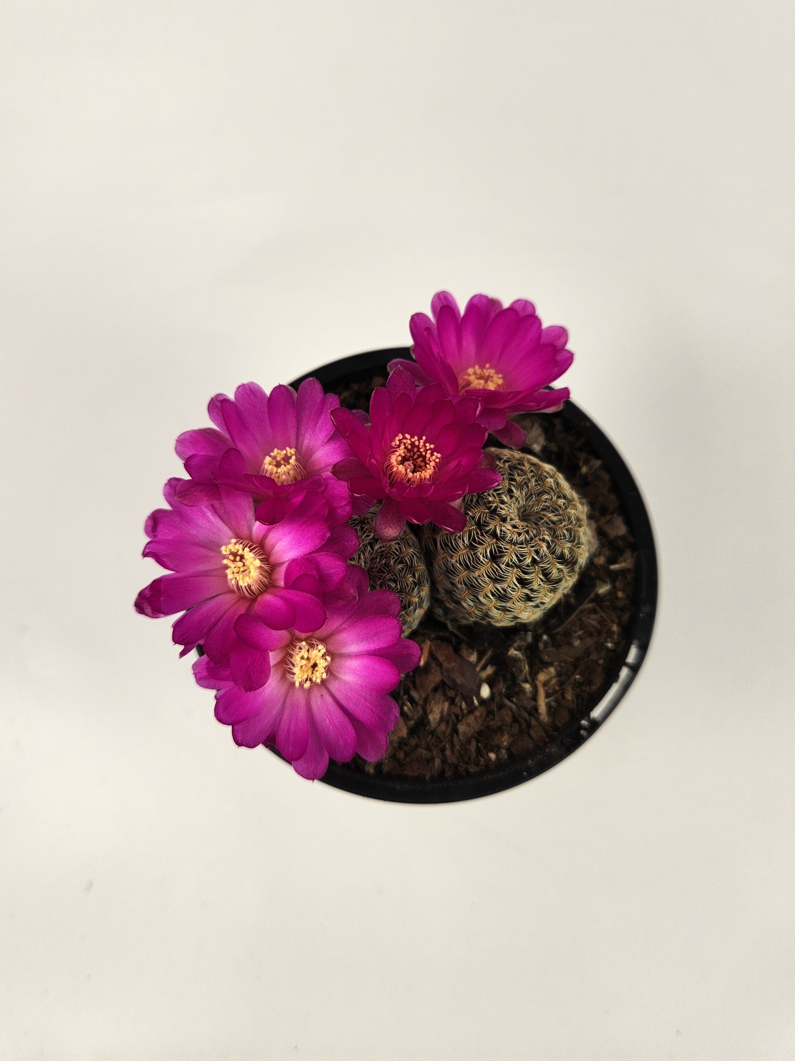 SULCOREBUTIA STEINBACHII SUBS. AUGUSTINII