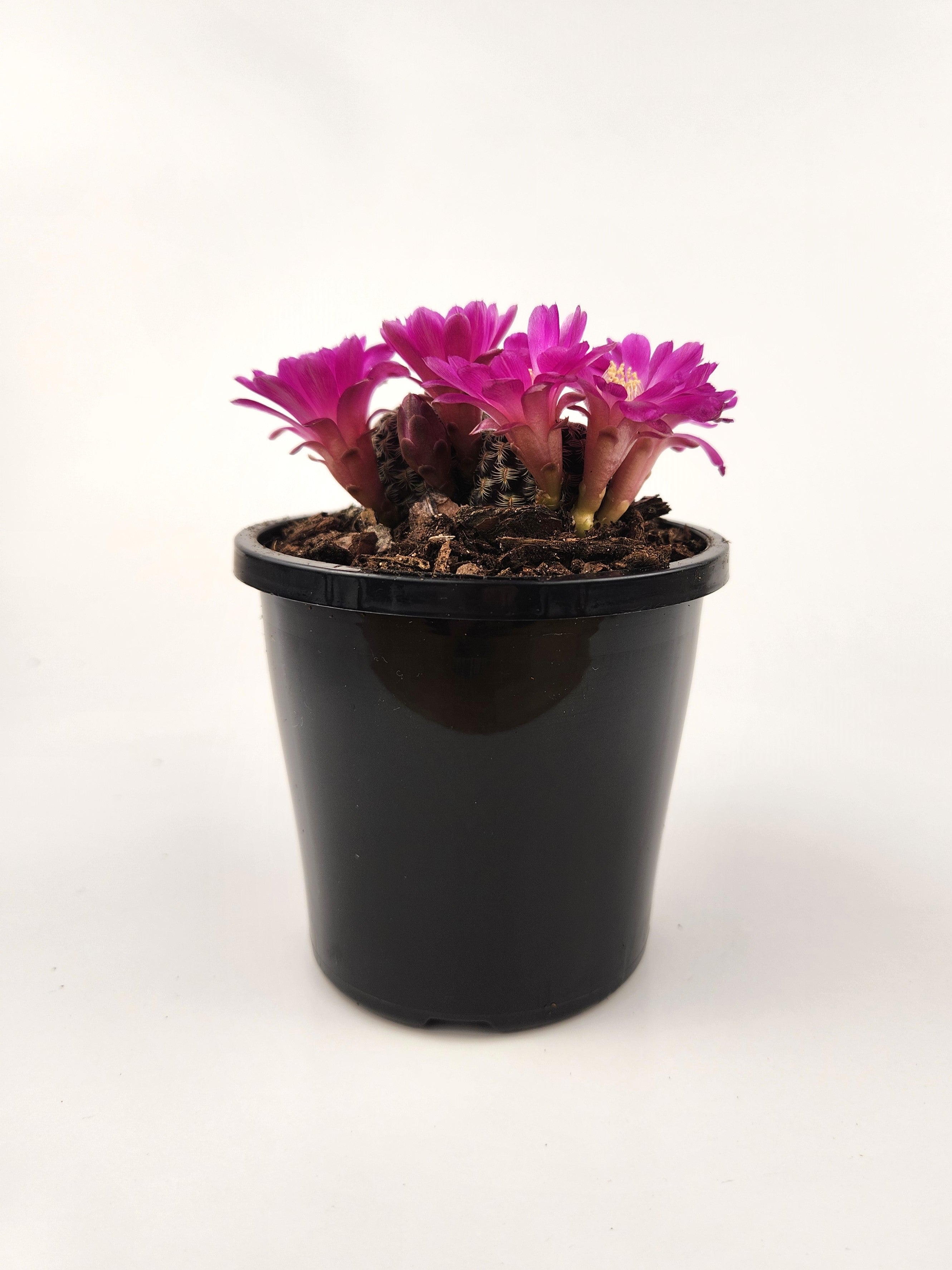 SULCOREBUTIA STEINBACHII SUBS. AUGUSTINII