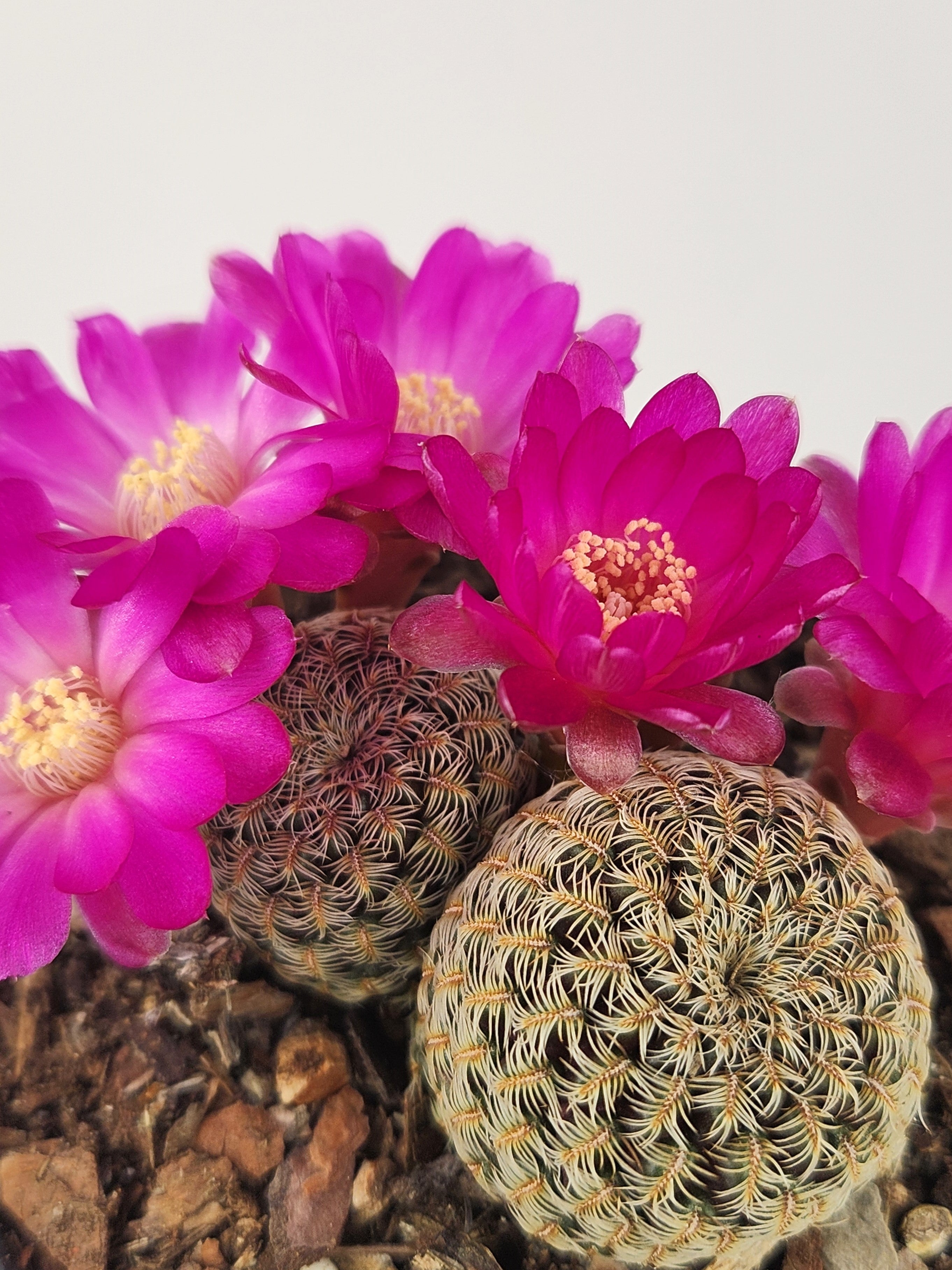 SULCOREBUTIA STEINBACHII SUBS. AUGUSTINII