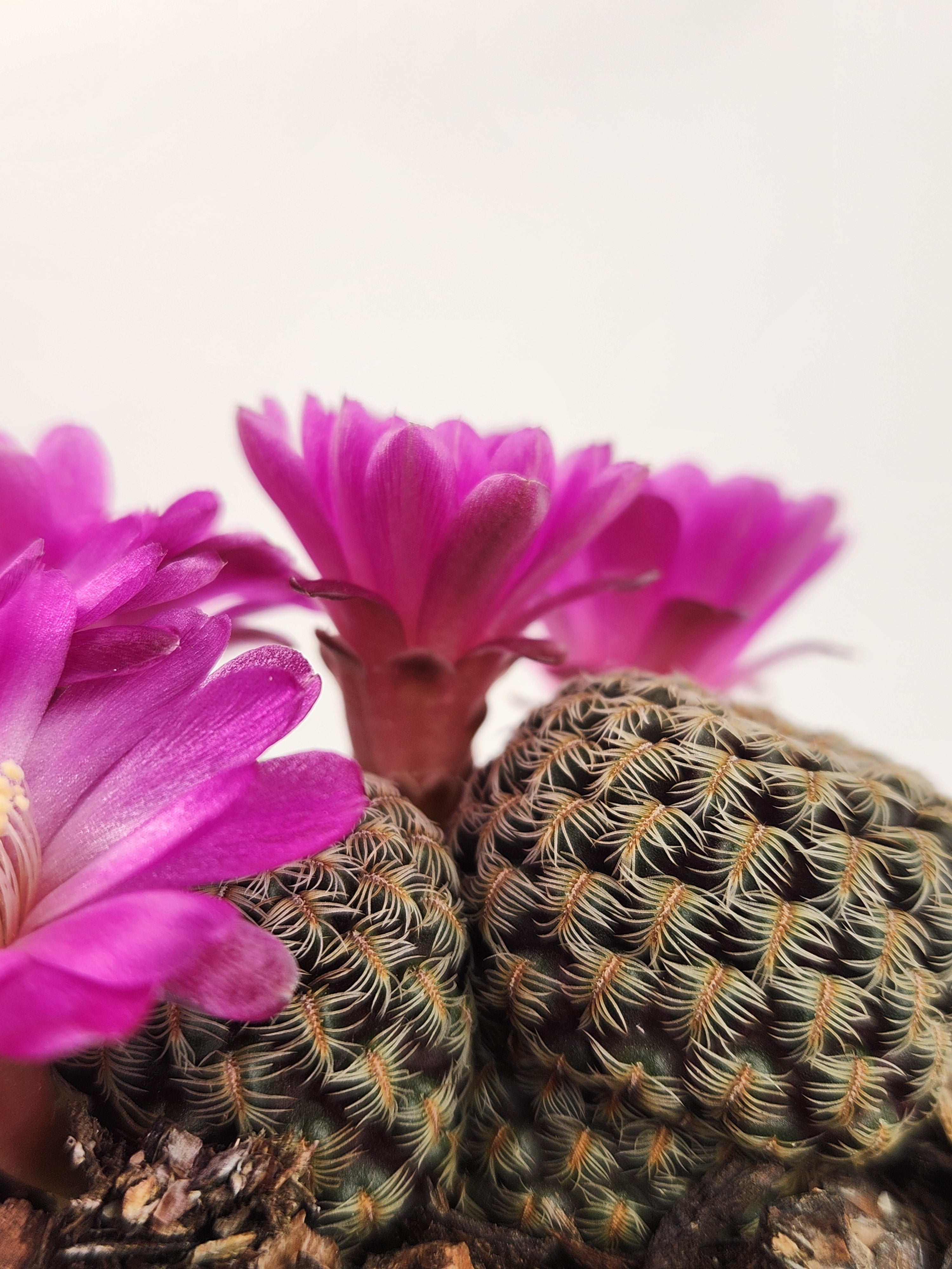 SULCOREBUTIA STEINBACHII SUBS. AUGUSTINII