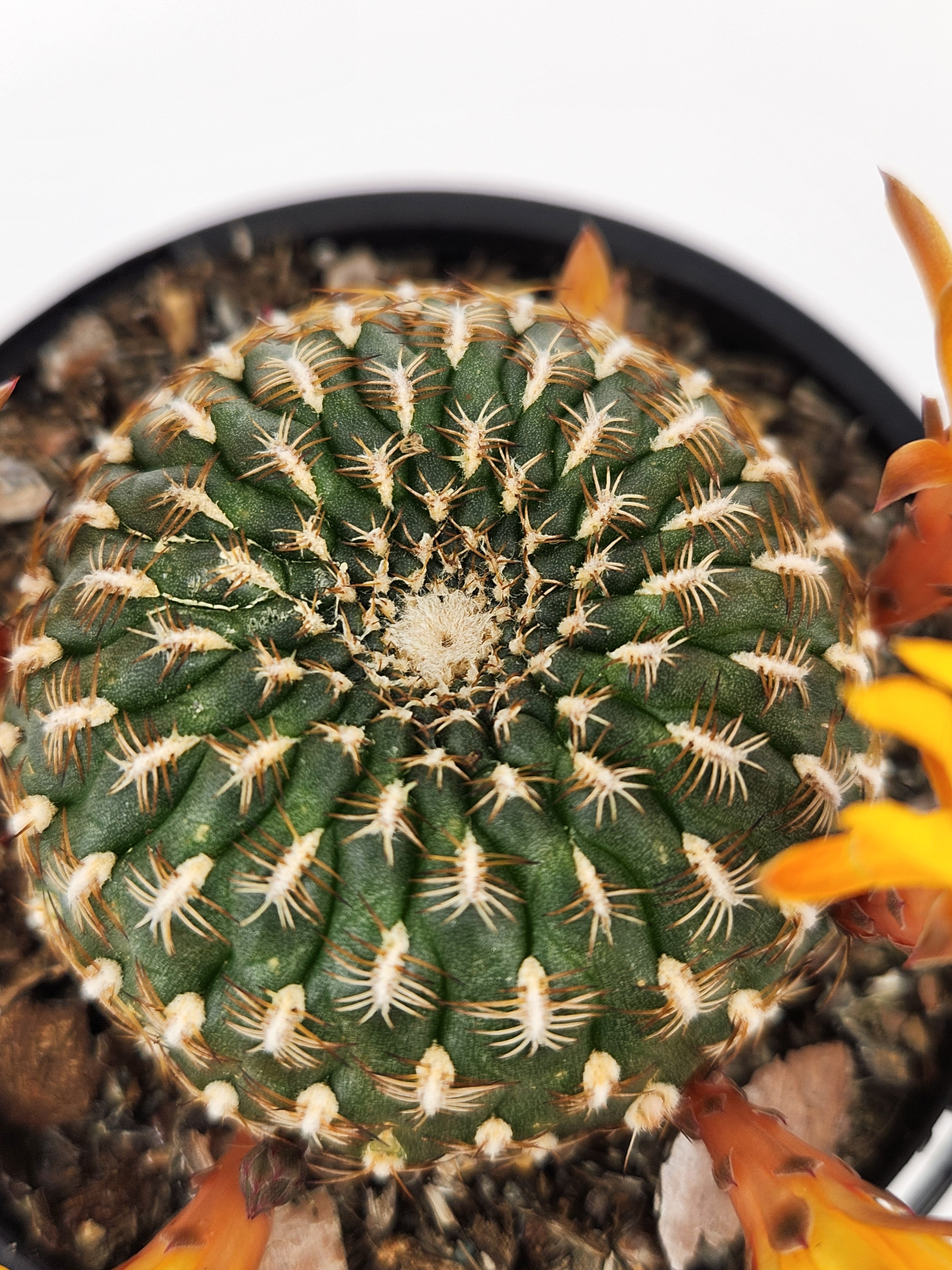 REBUTIA ARENACEA