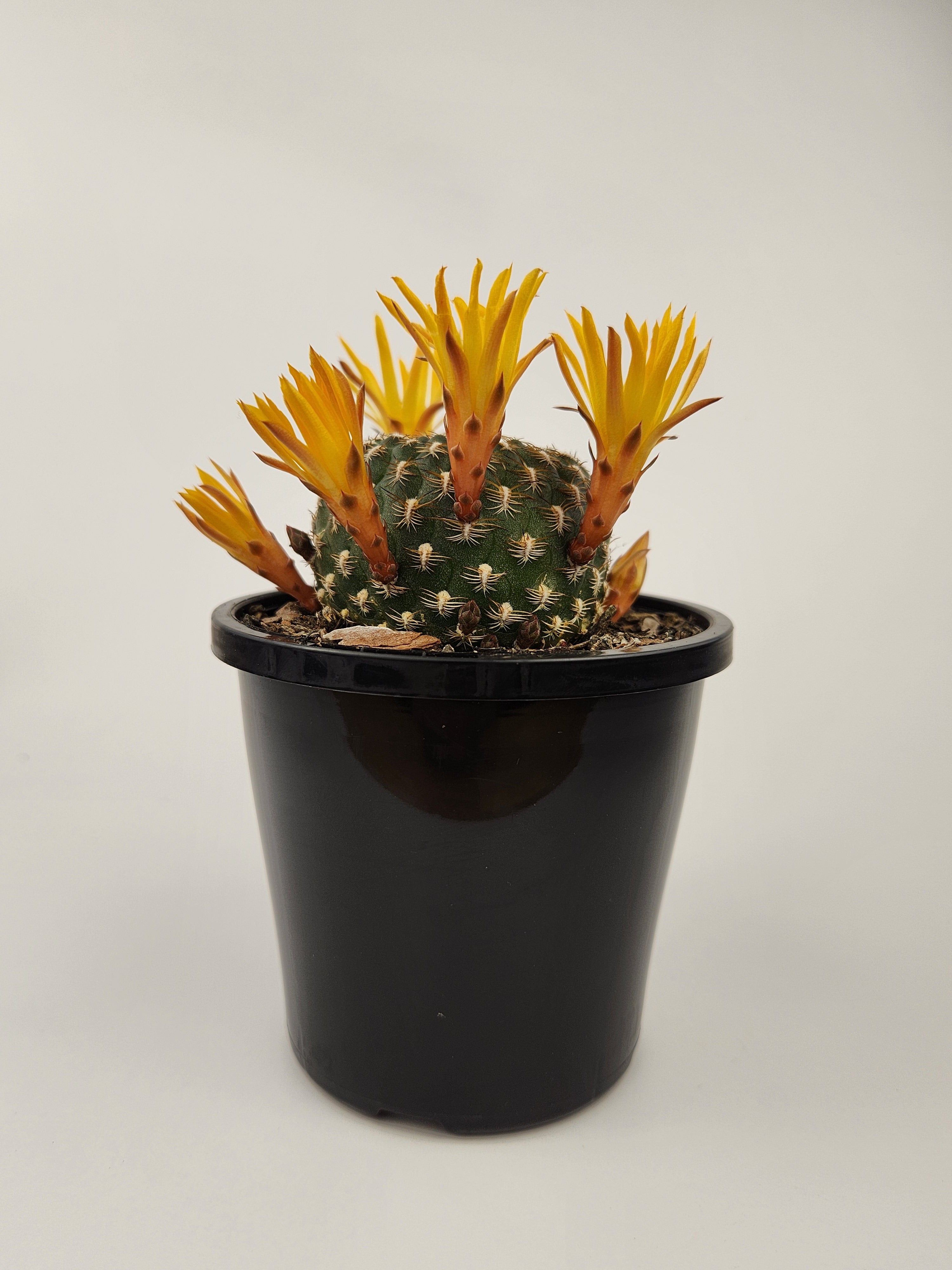 REBUTIA ARENACEA