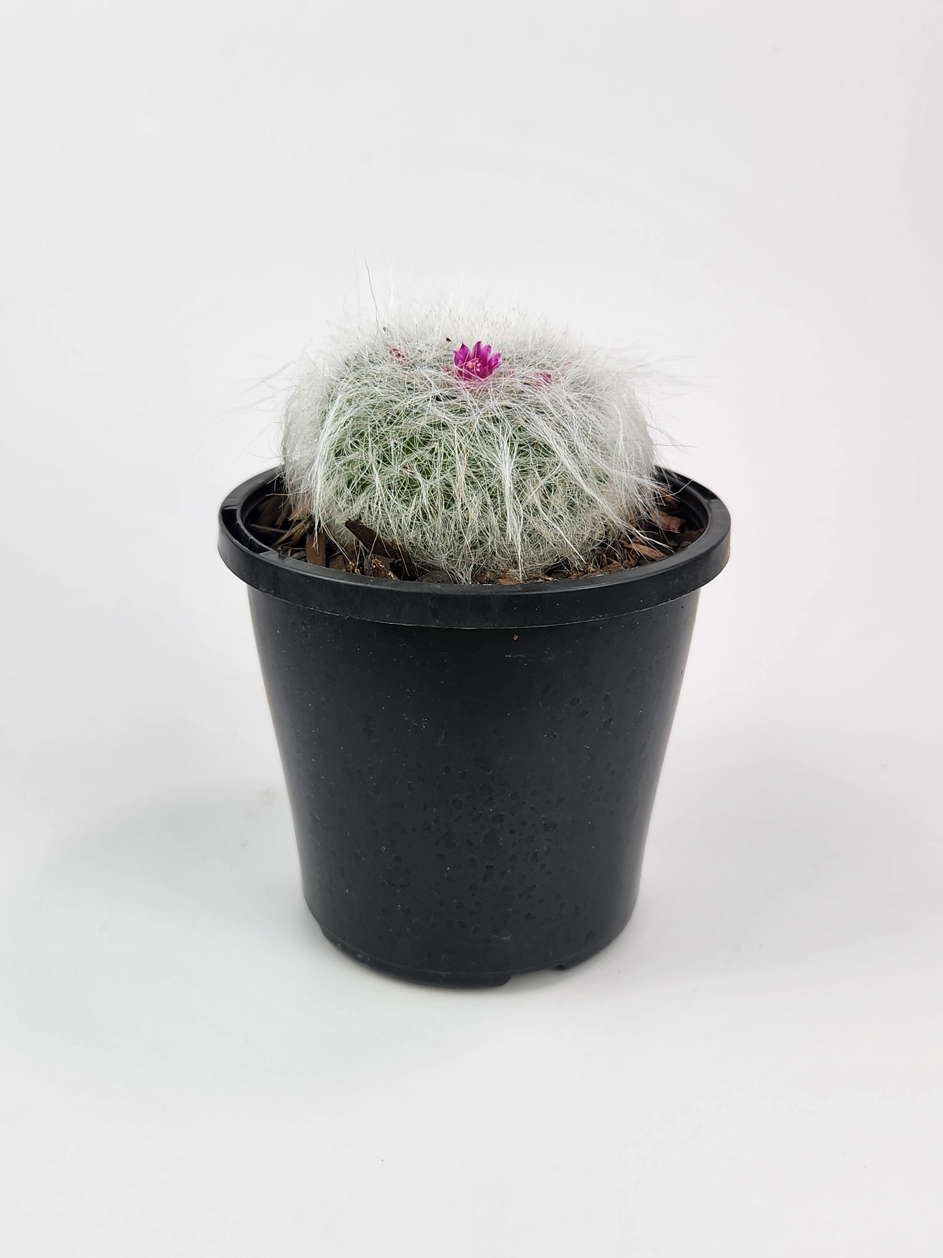 MAMMILLARIA HAHNIANA SUBSP. HAHNIANA