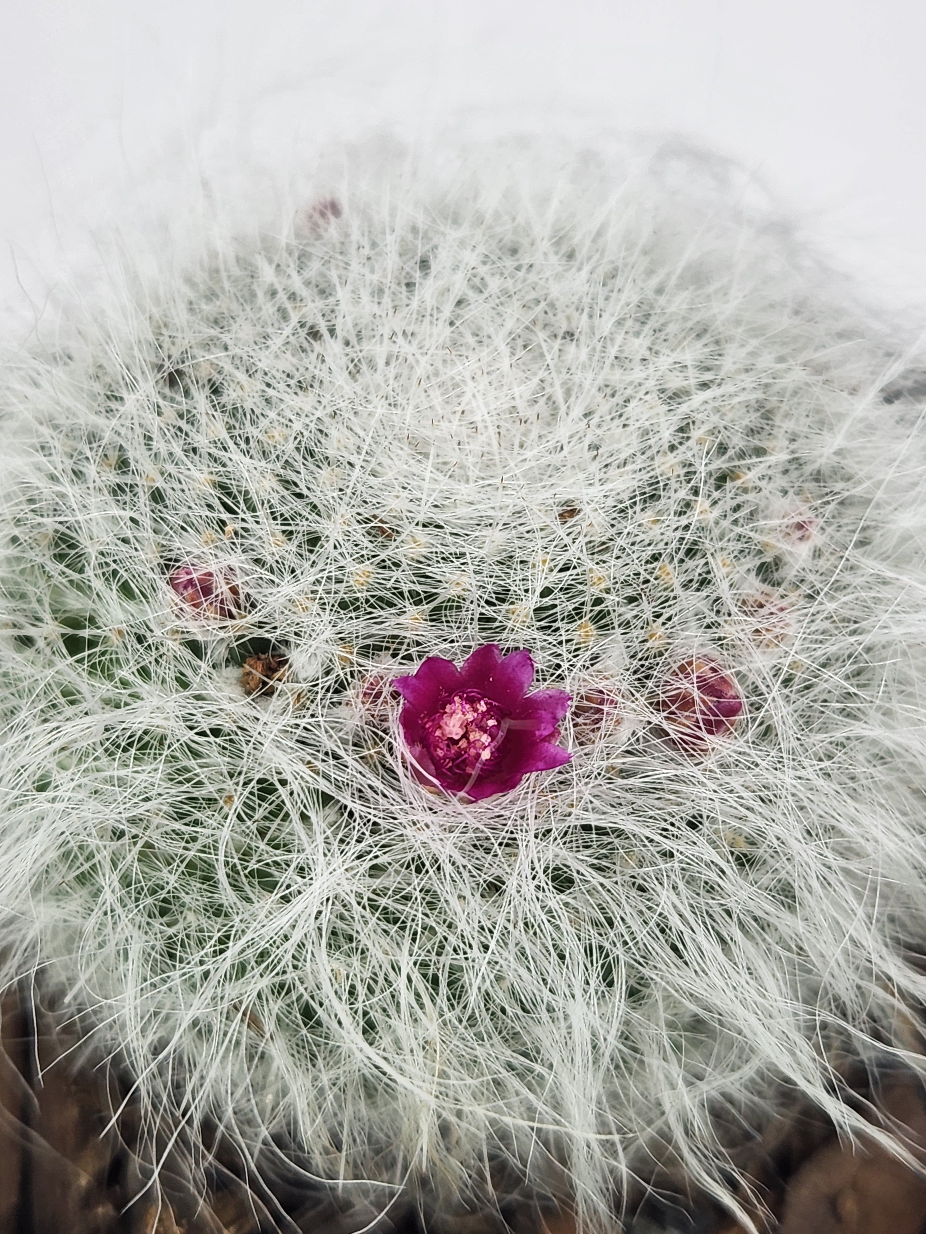 MAMMILLARIA HAHNIANA SUBSP. HAHNIANA