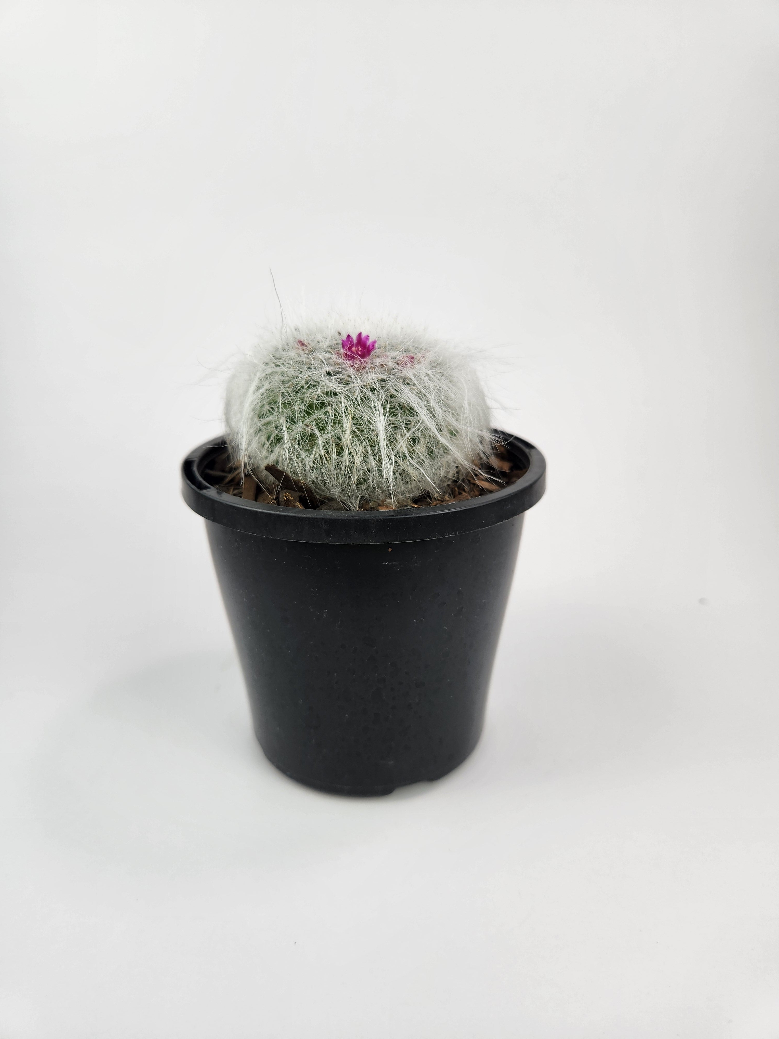 MAMMILLARIA HAHNIANA SUBSP. HAHNIANA