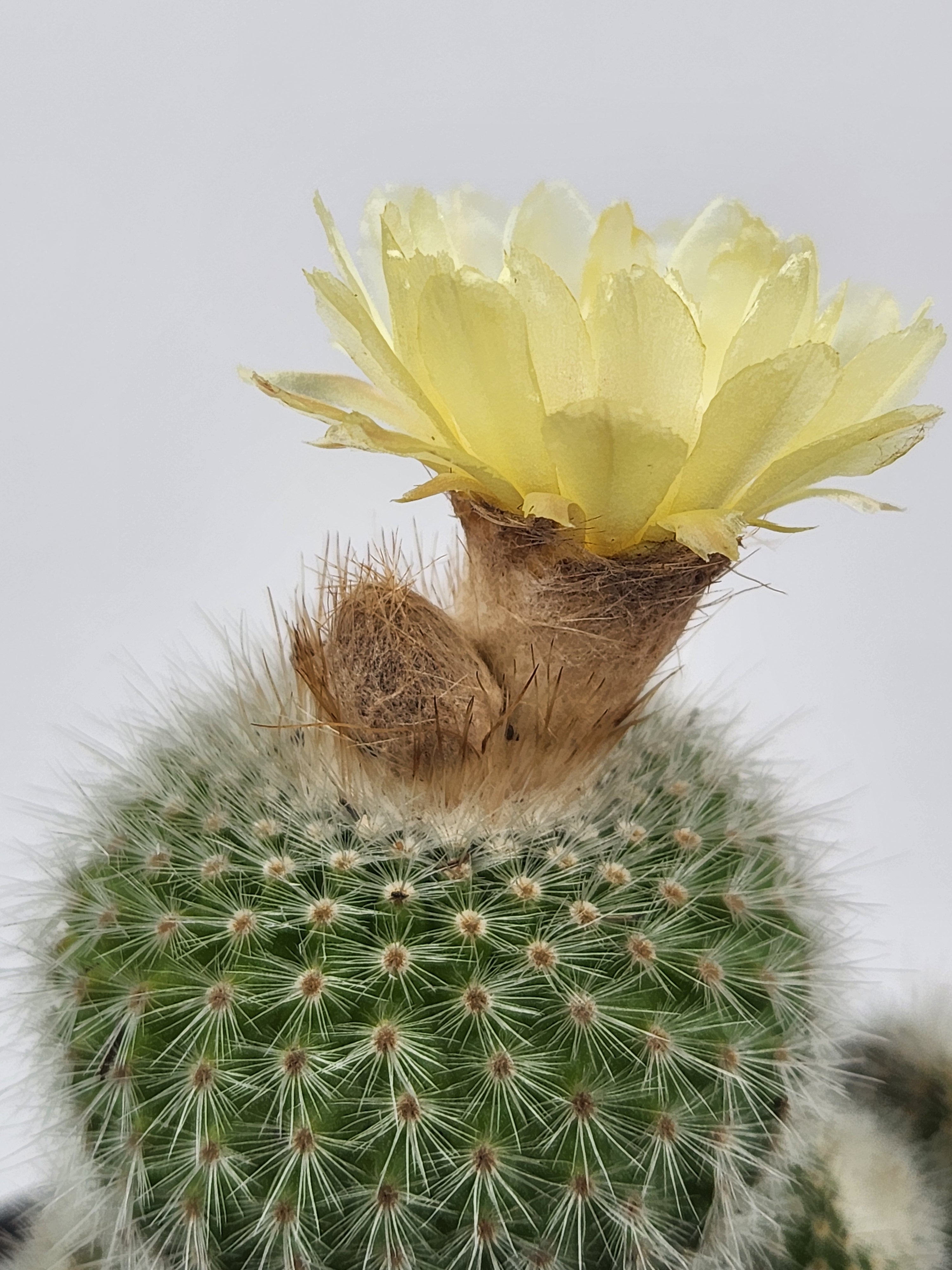 PARODIA SCOPA
