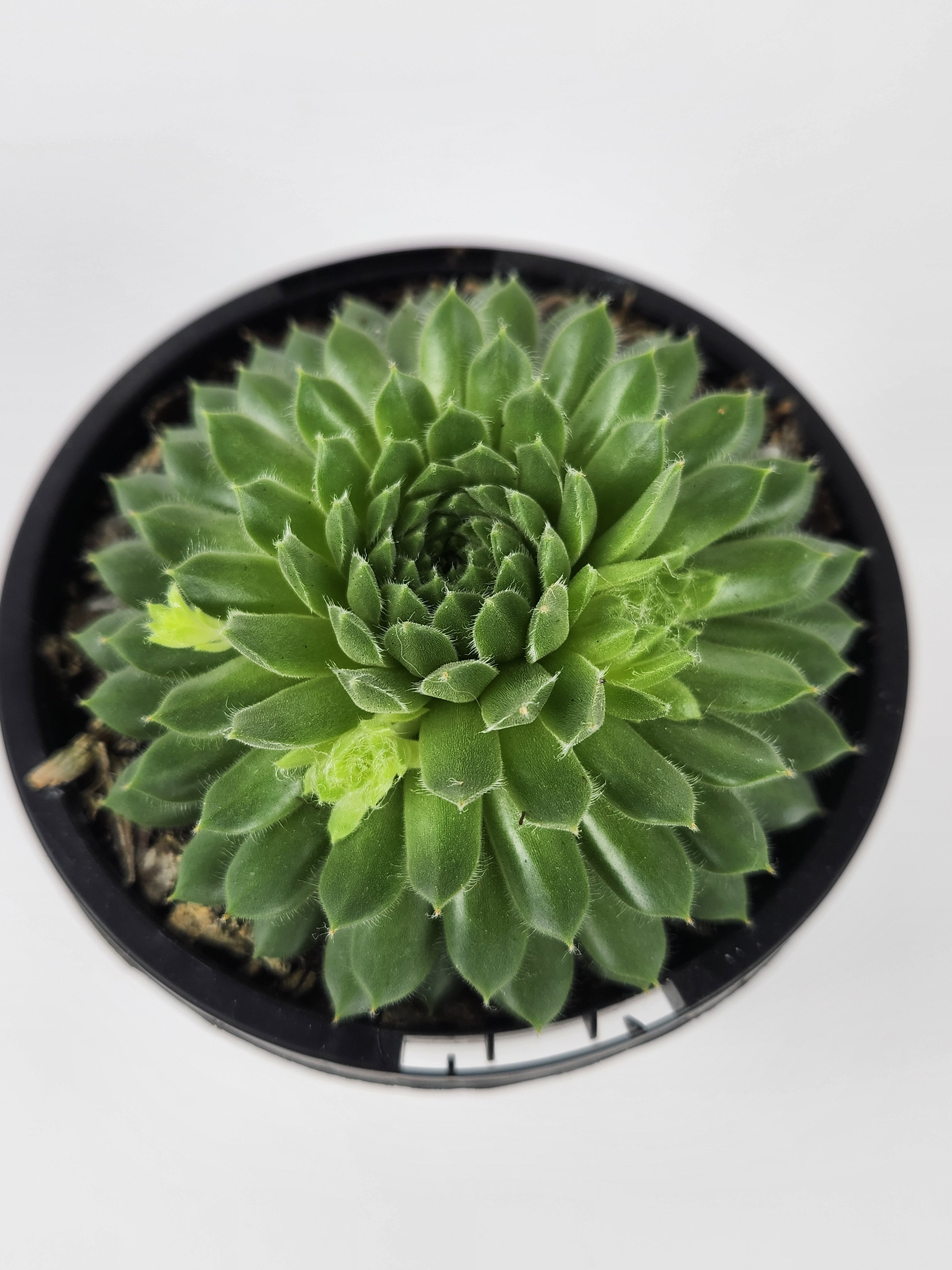 SEMPERVIVUM PEKINESE