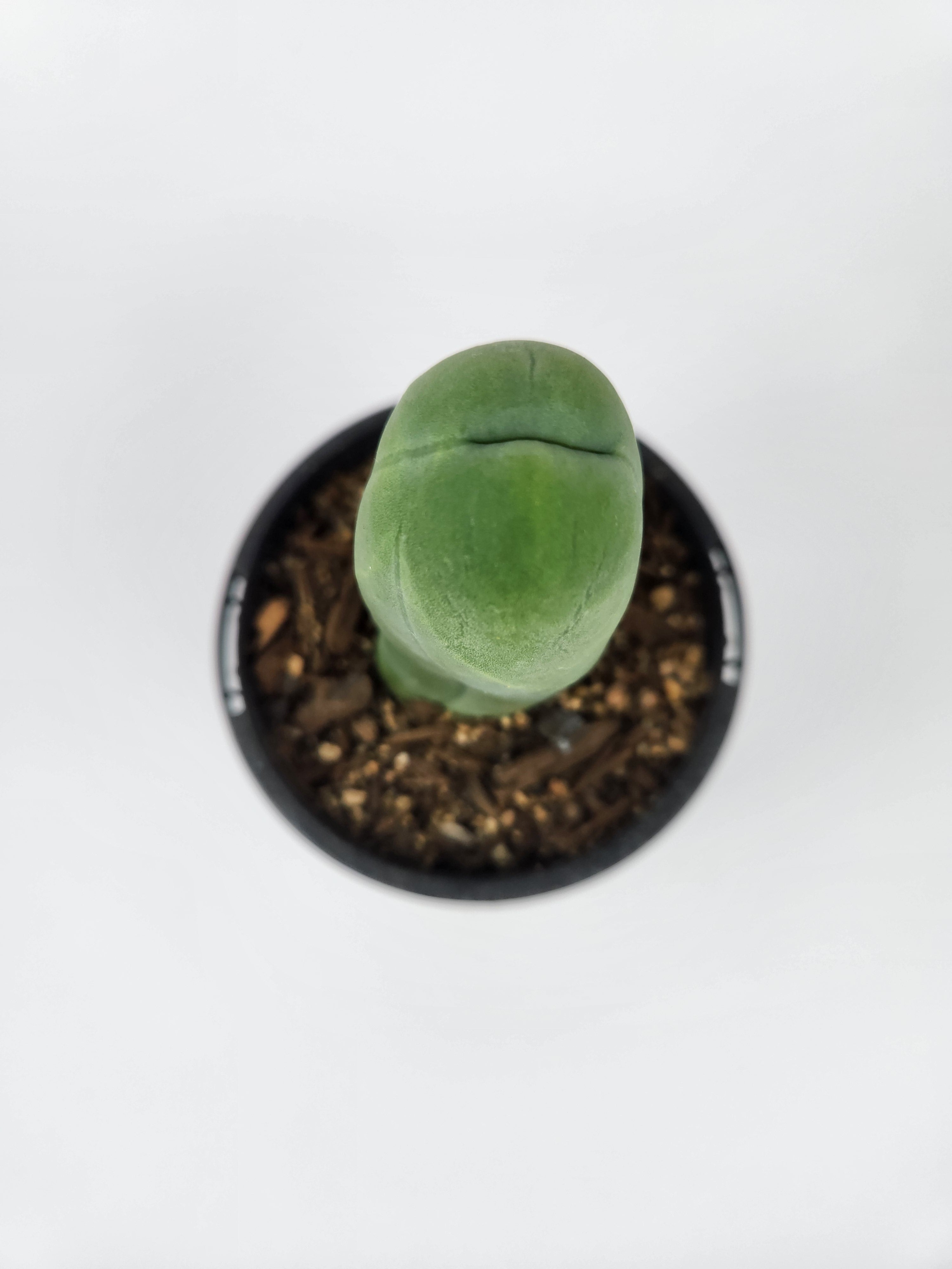 TRICHOCEREUS BRIDGESII MONSTROSE