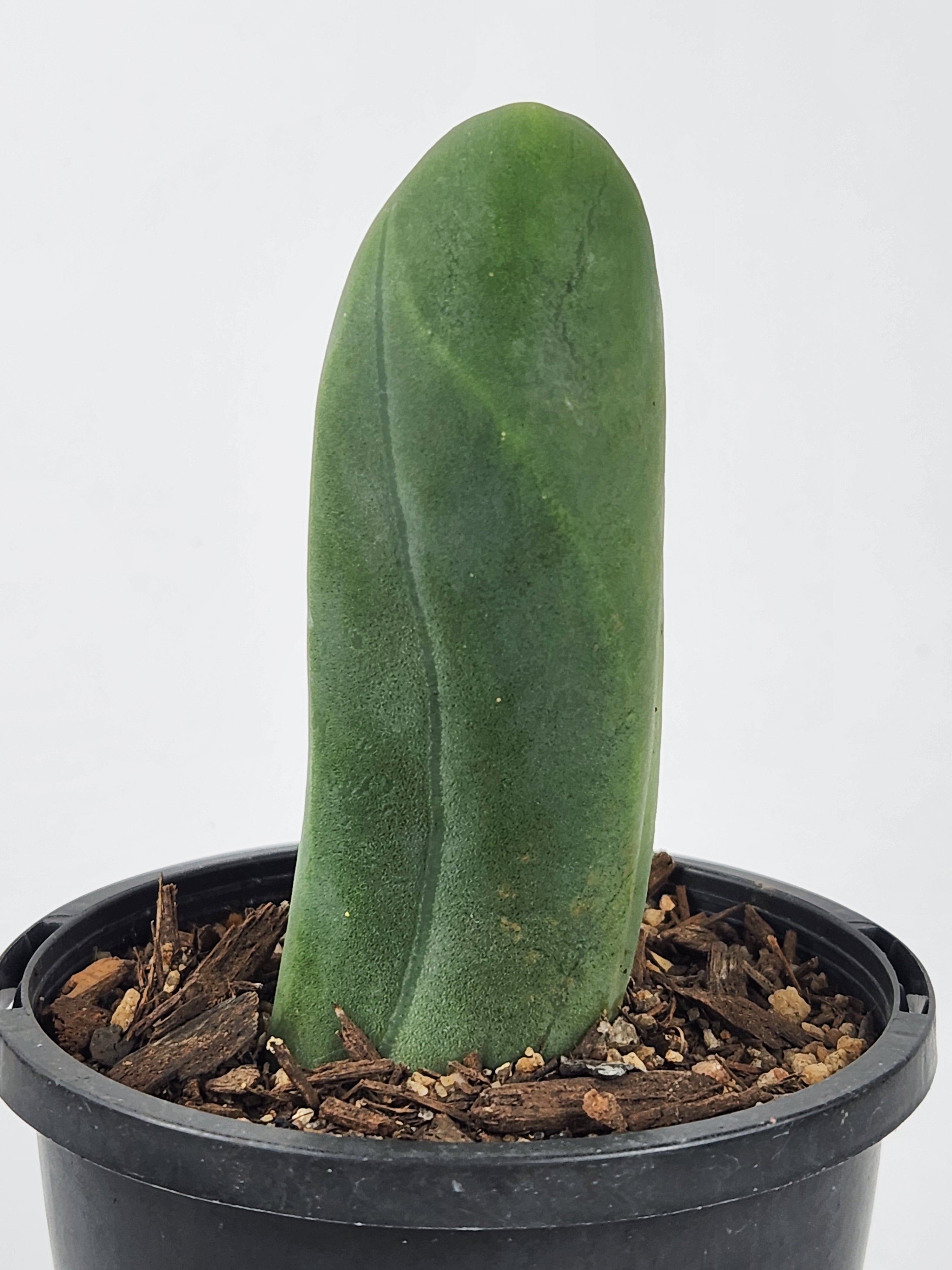 TRICHOCEREUS BRIDGESII MONSTROSE
