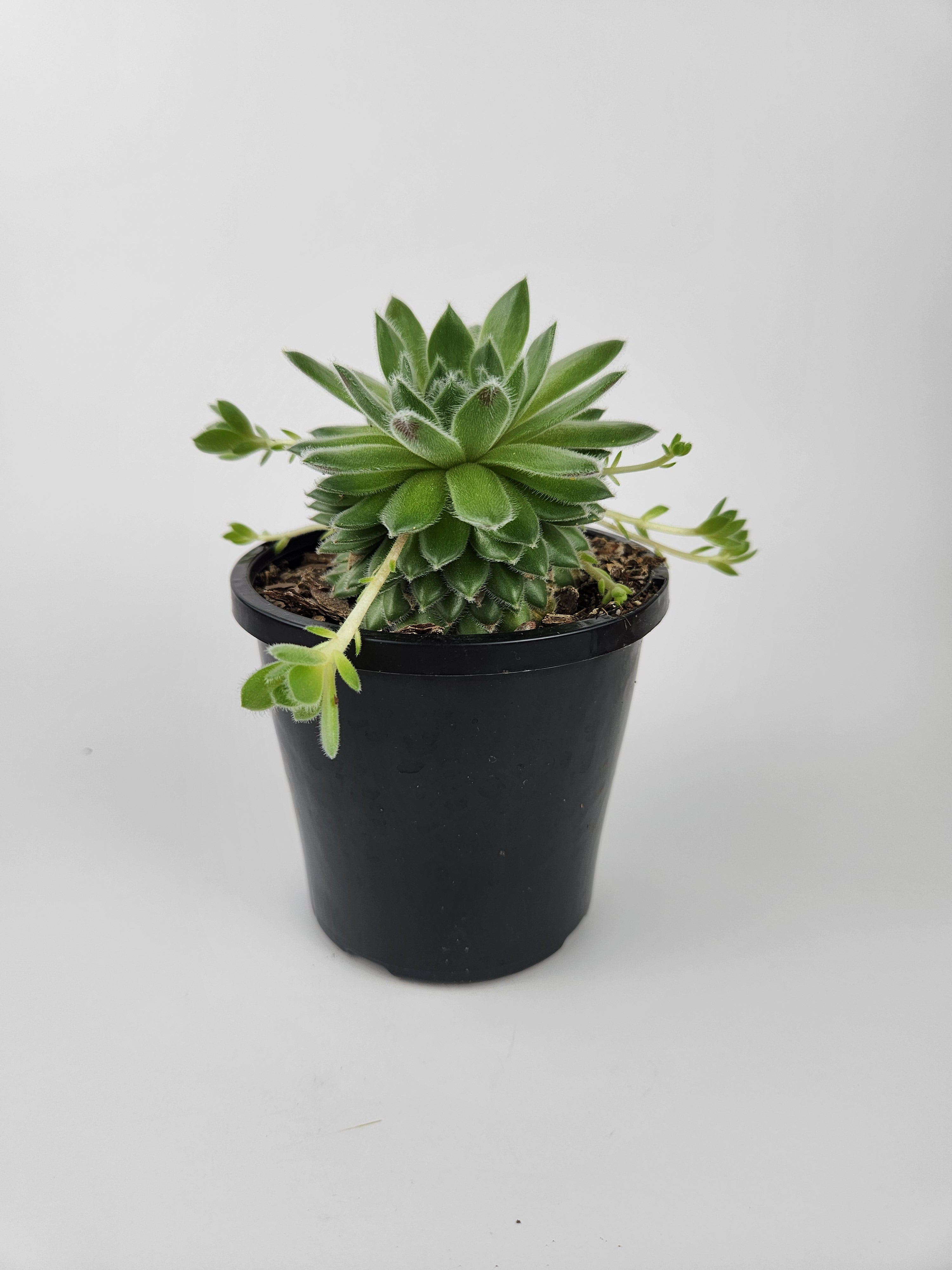 SEMPERVIVUM 'RASBERRY ICE'