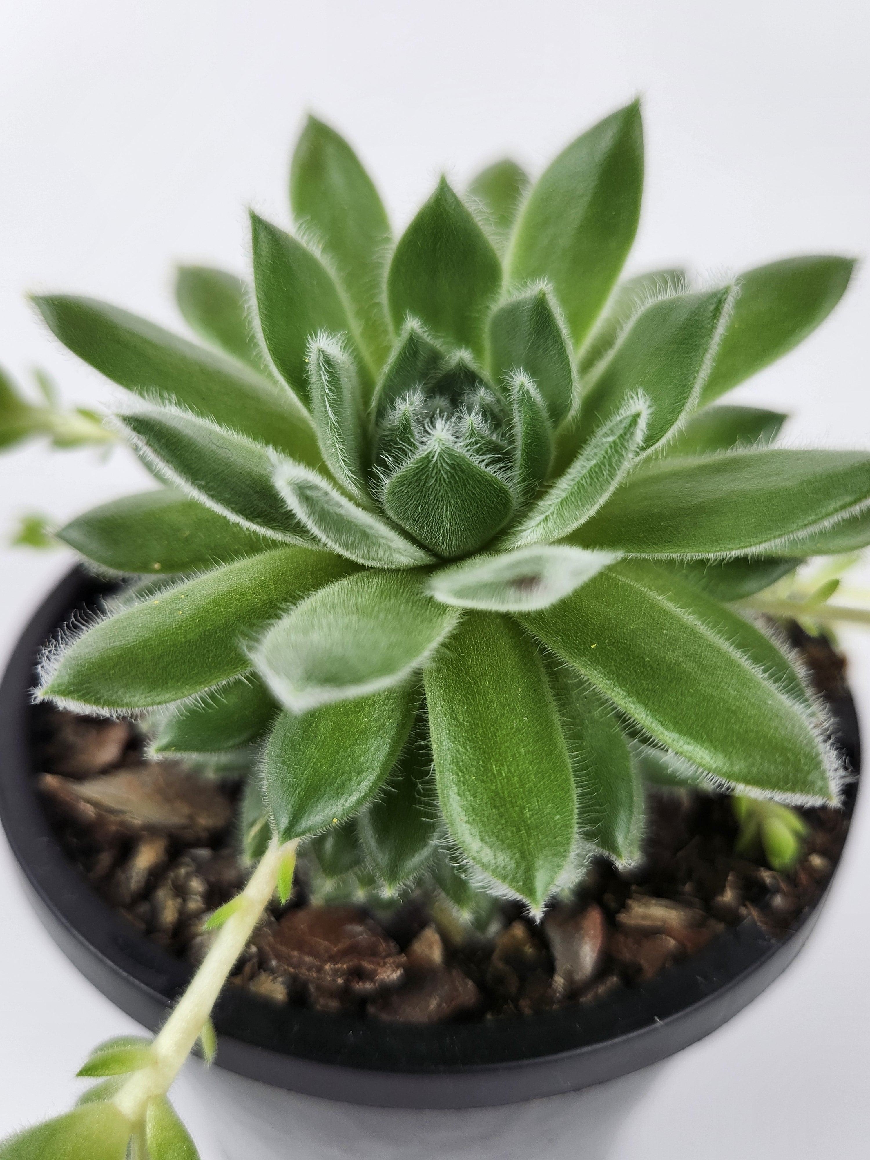 SEMPERVIVUM 'RASBERRY ICE'