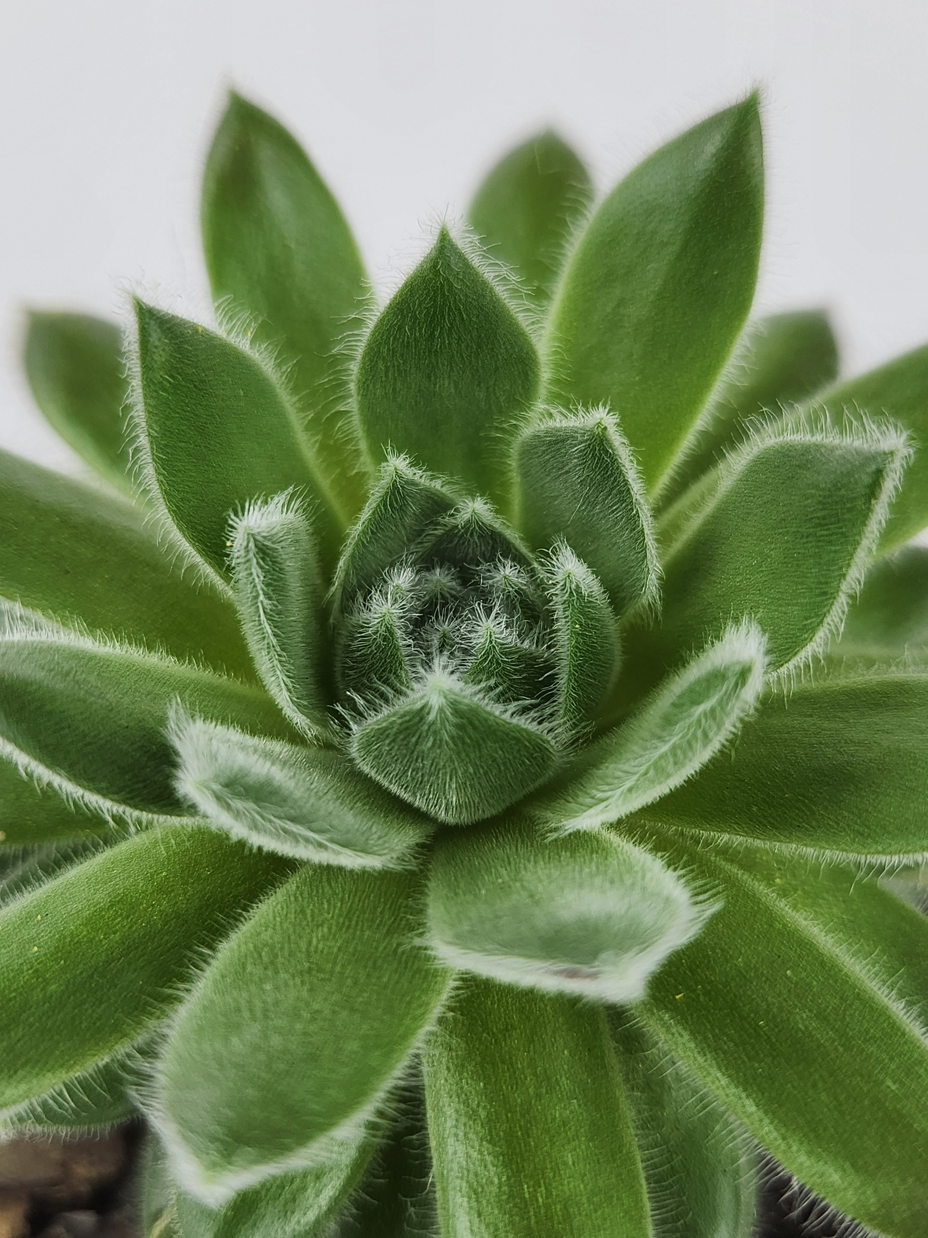 SEMPERVIVUM 'RASBERRY ICE'