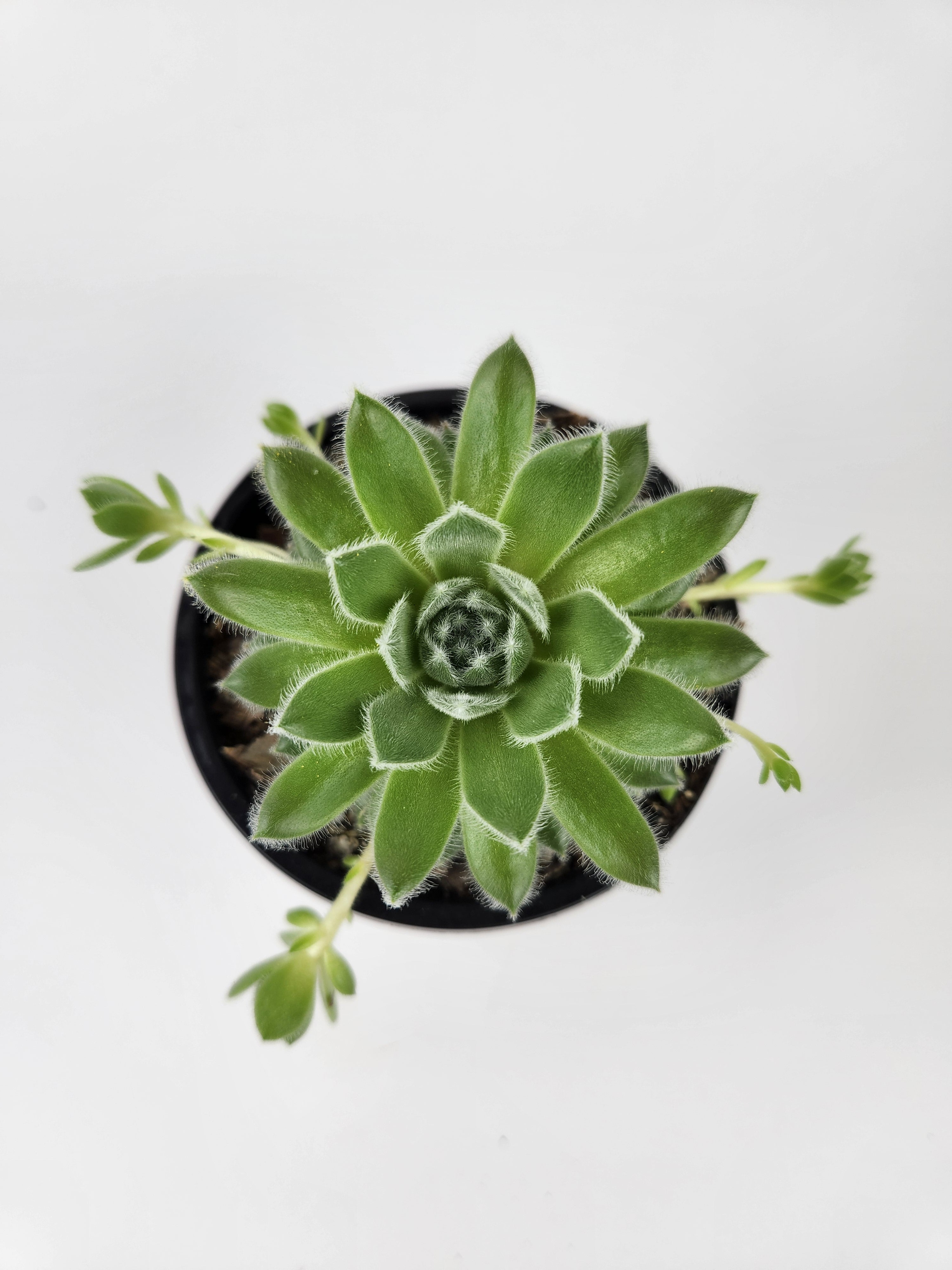 SEMPERVIVUM 'RASBERRY ICE'