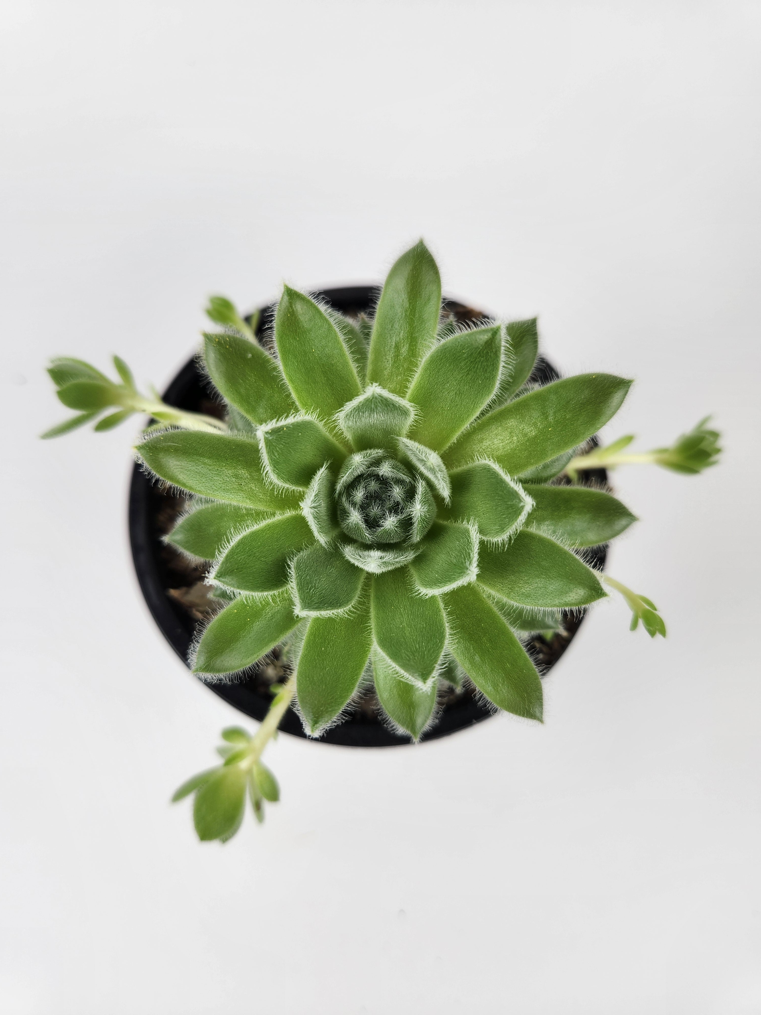SEMPERVIVUM 'RASBERRY ICE'