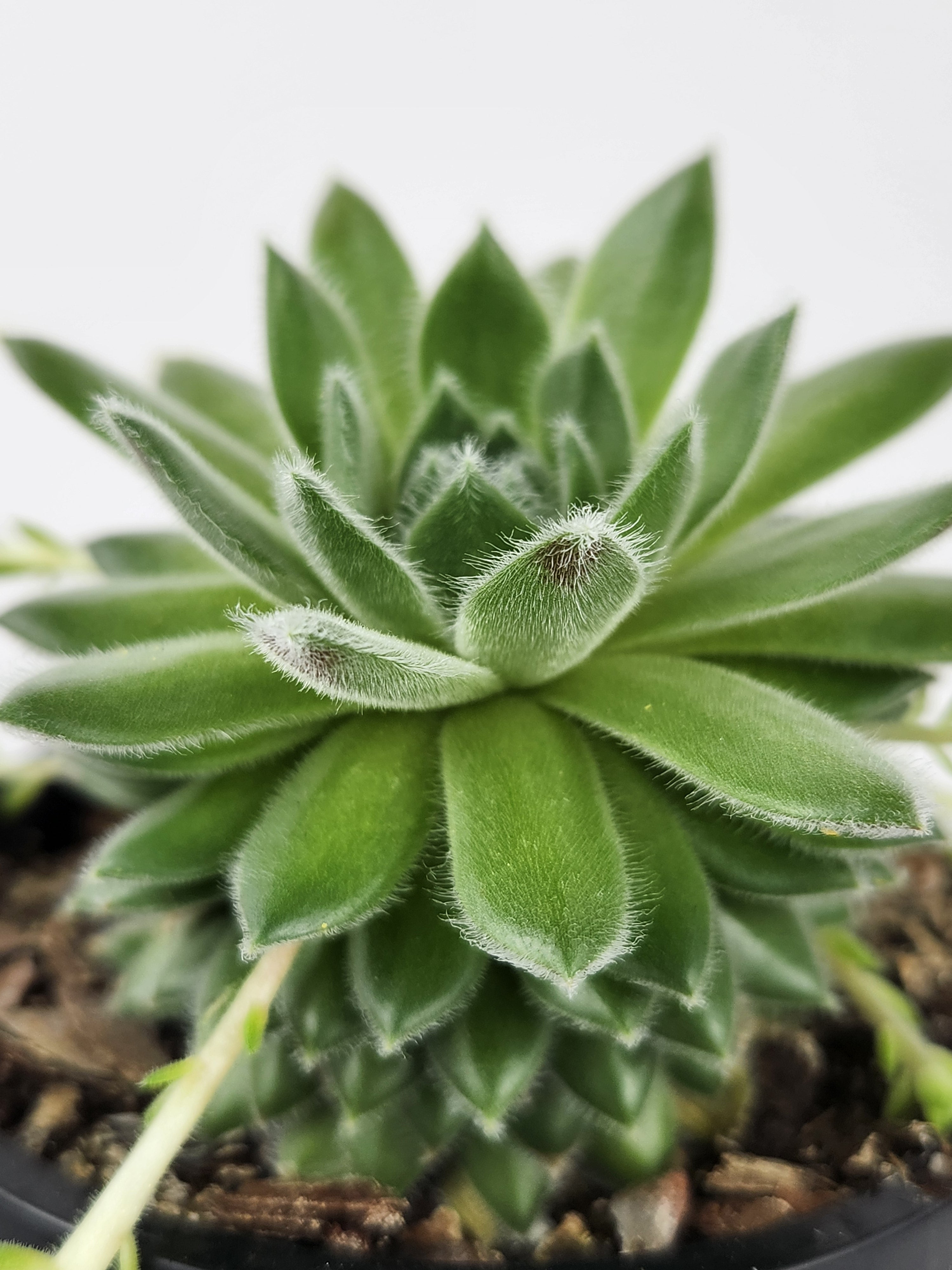 SEMPERVIVUM 'RASBERRY ICE'