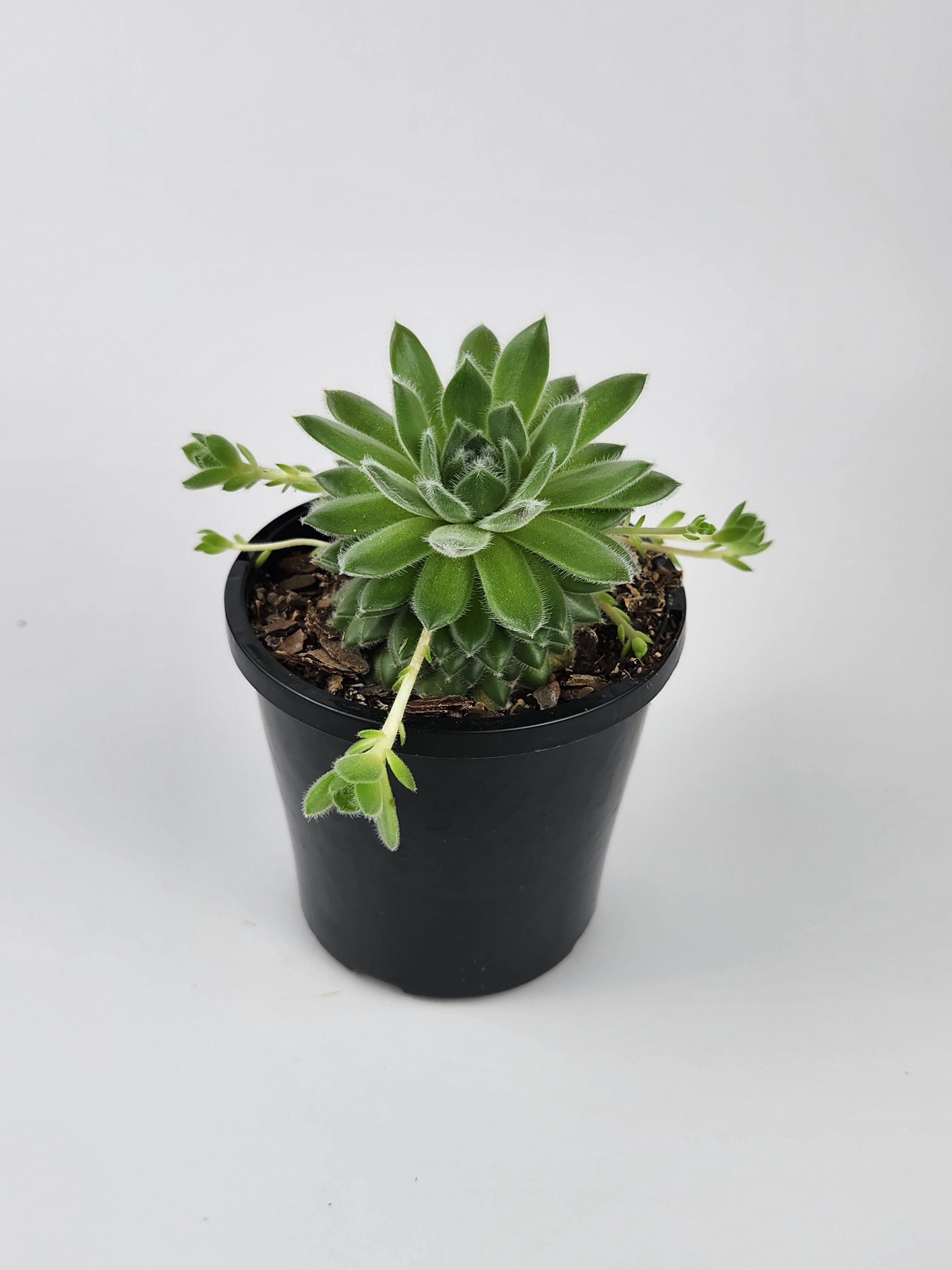 SEMPERVIVUM 'RASBERRY ICE'