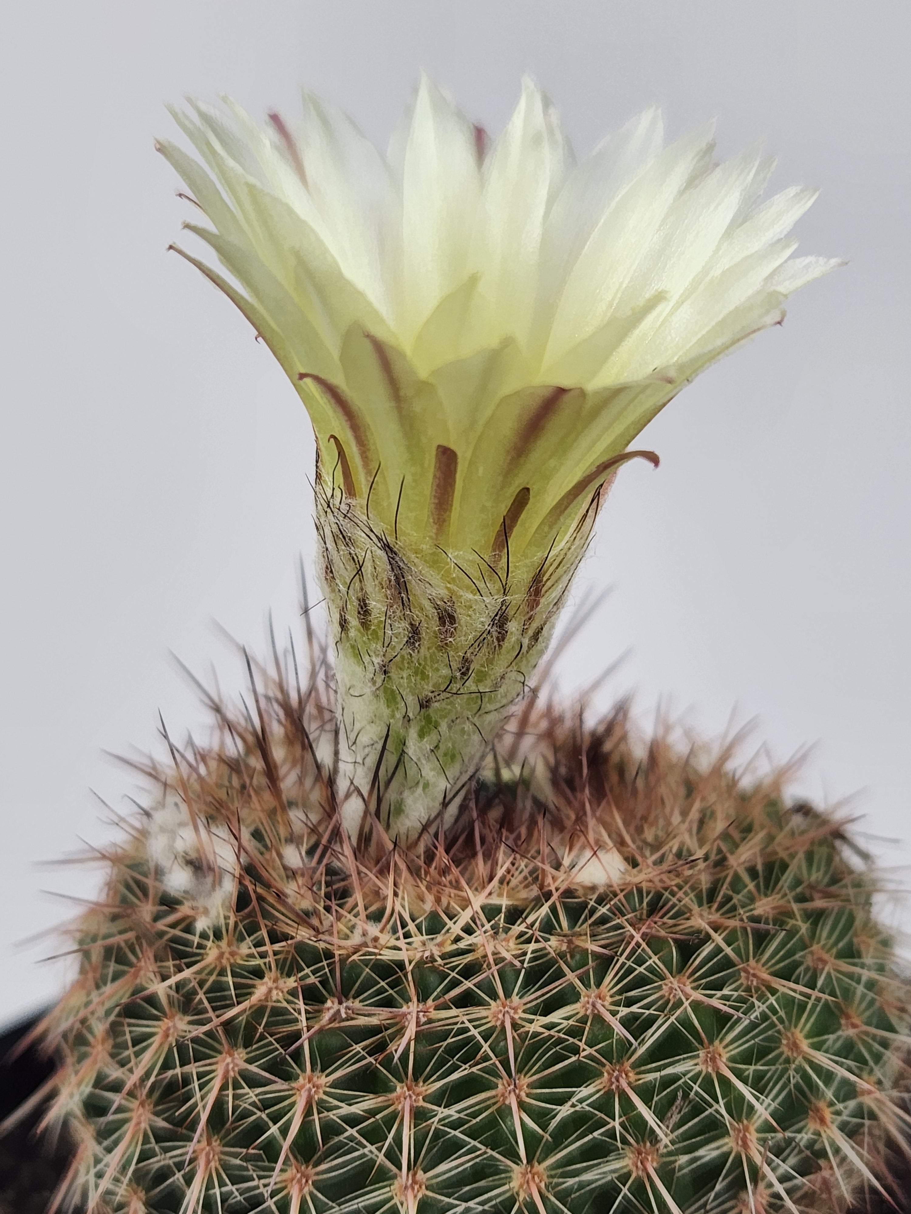 PARODIA ELEGANS