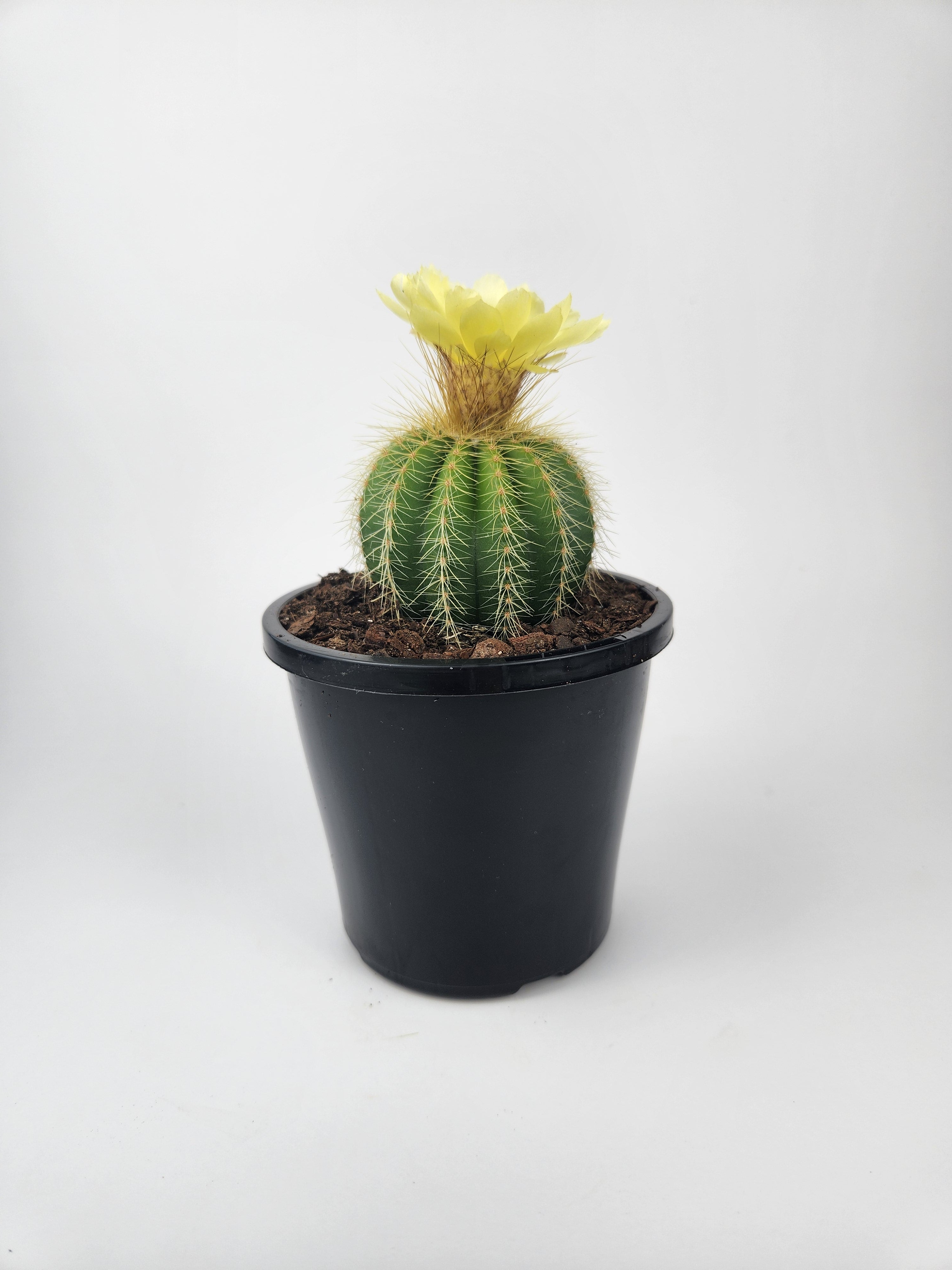 PARODIA WARASII