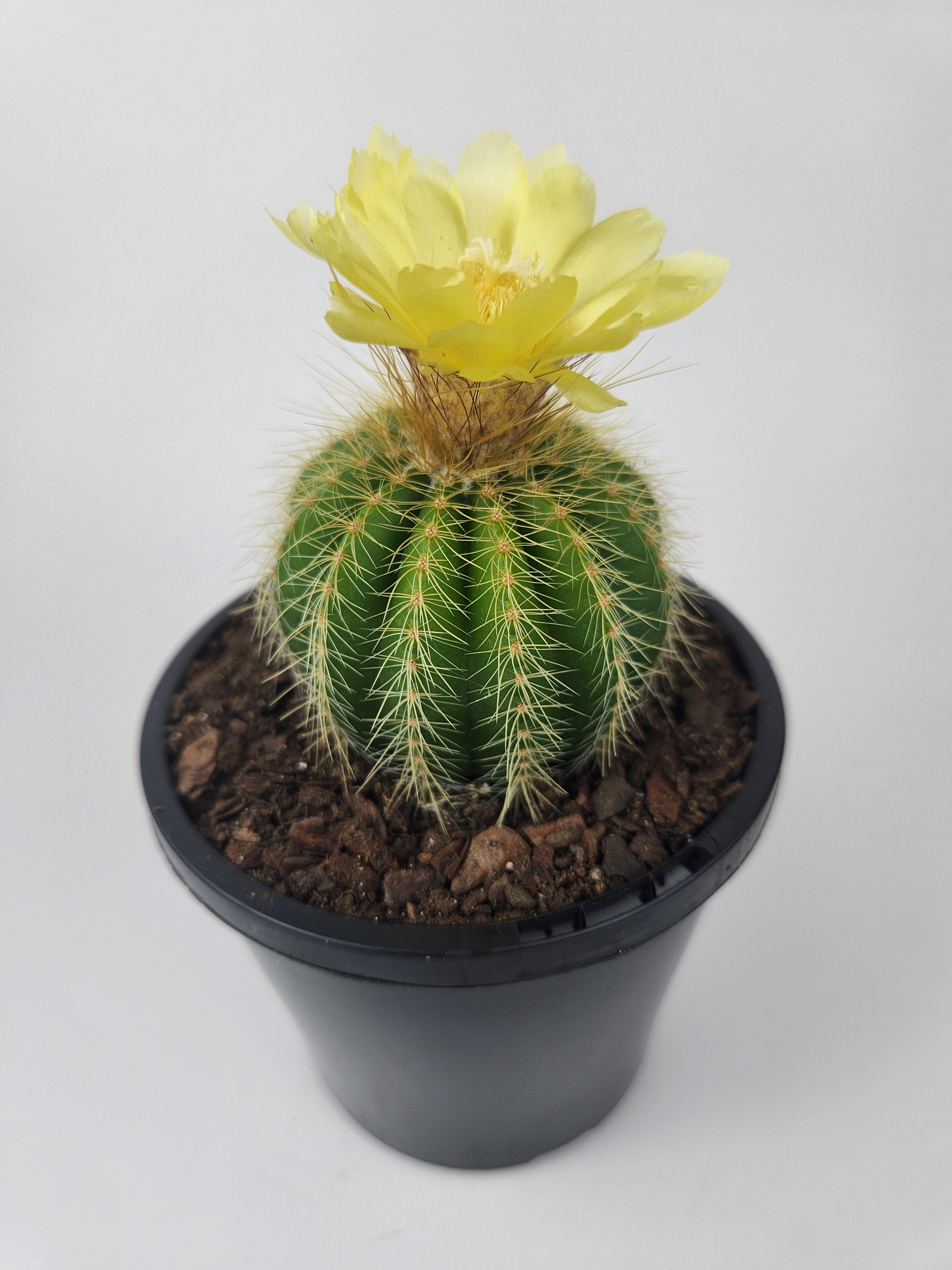 PARODIA WARASII