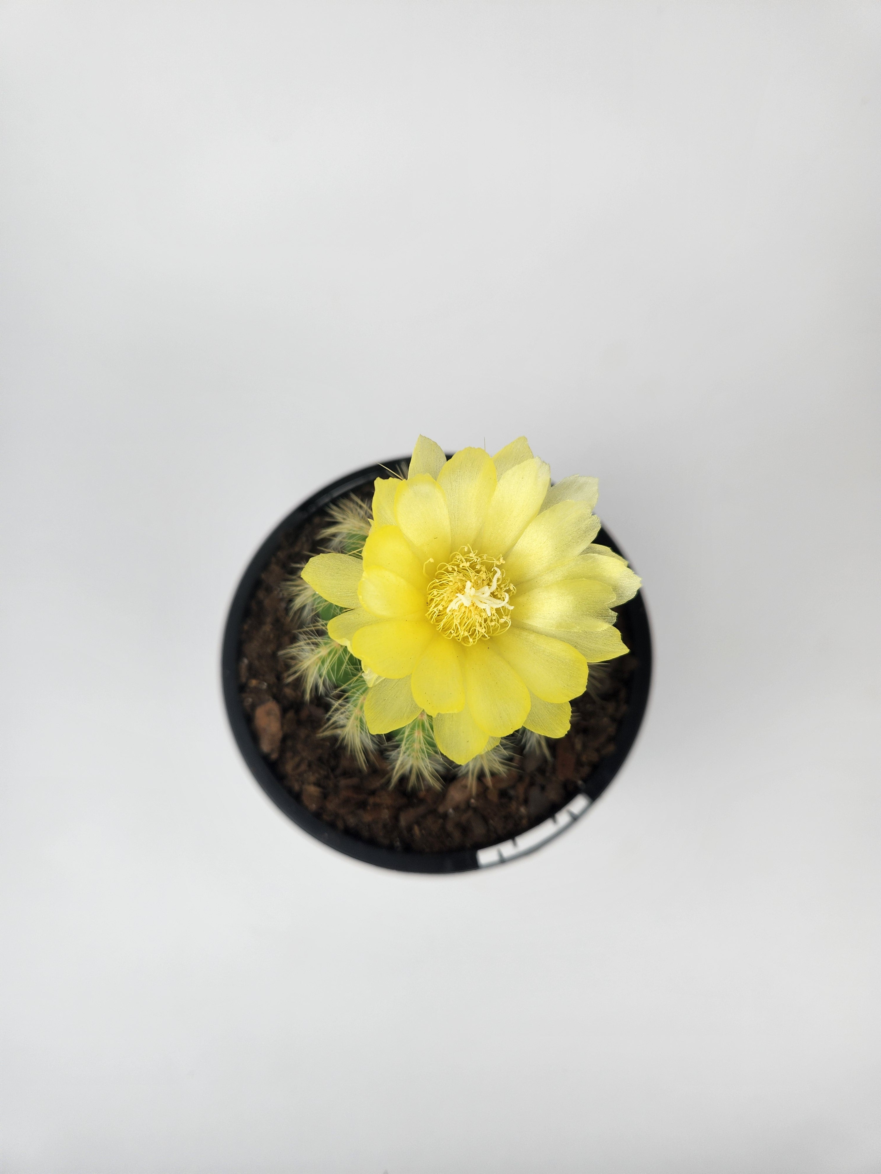 PARODIA WARASII